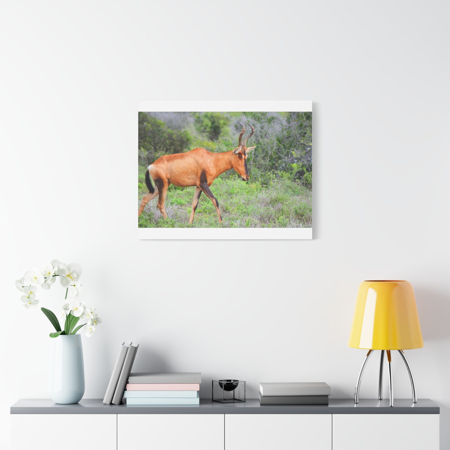 Red Hartebeest - Canvas Print