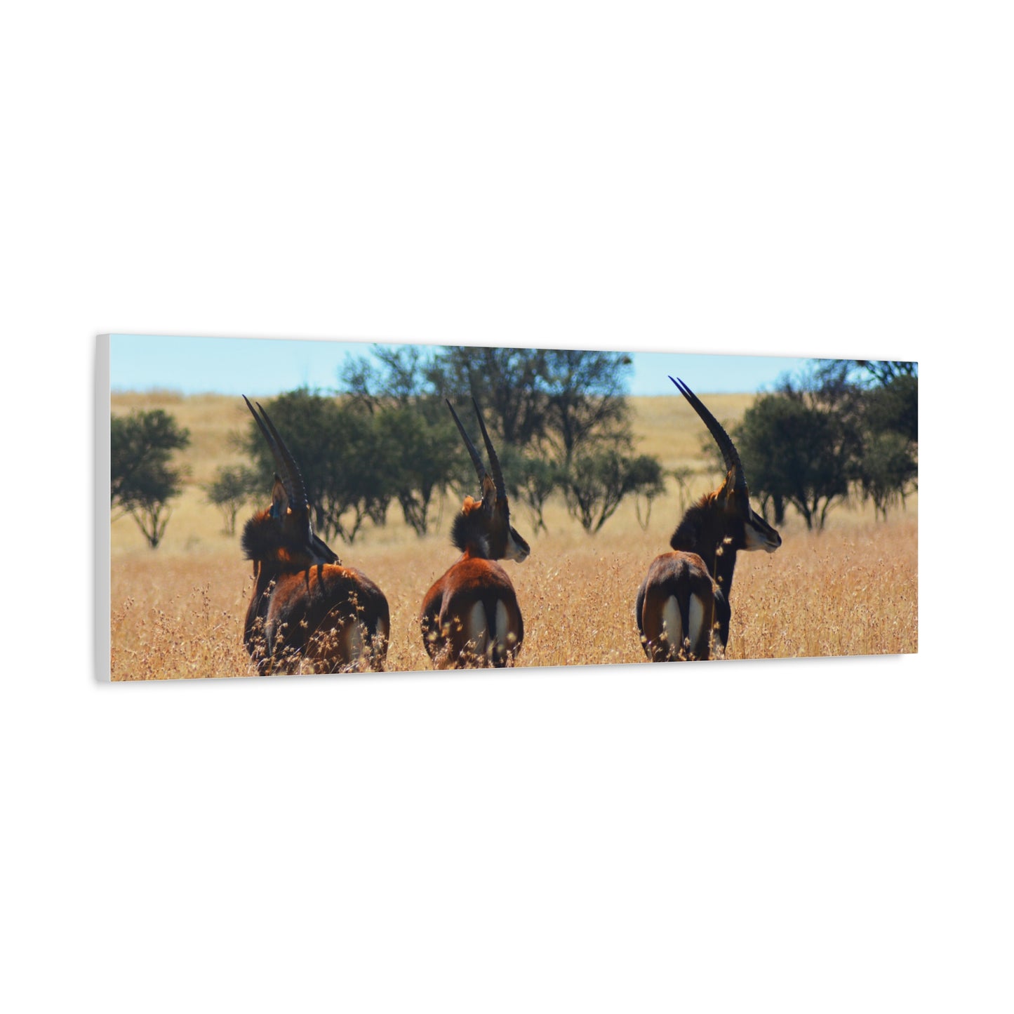 Sable Trio in Africa Canvas Print