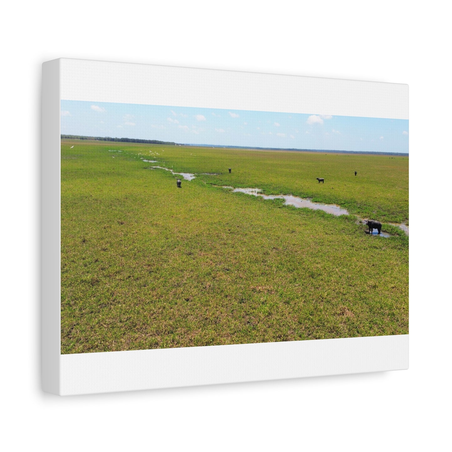 Asiatic Water Buffalo Australian Outback - Canvas Print