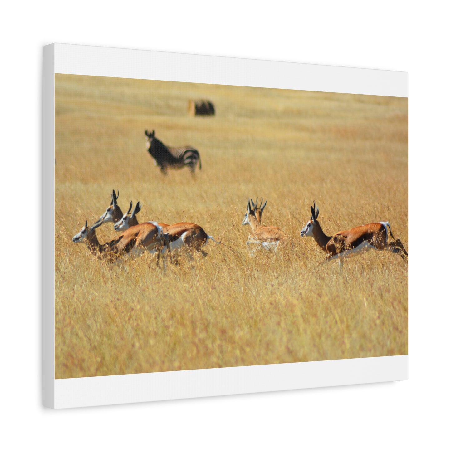 Springbok Herd in African Savannah