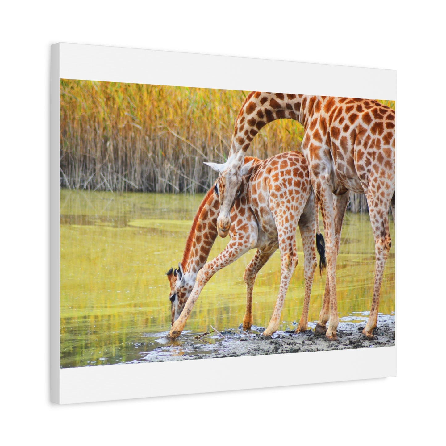 Giraffe Family Matte Canvas Wall Art, Nature Decor, Wildlife Print, Animal Lovers Gift, Nursery Decoration