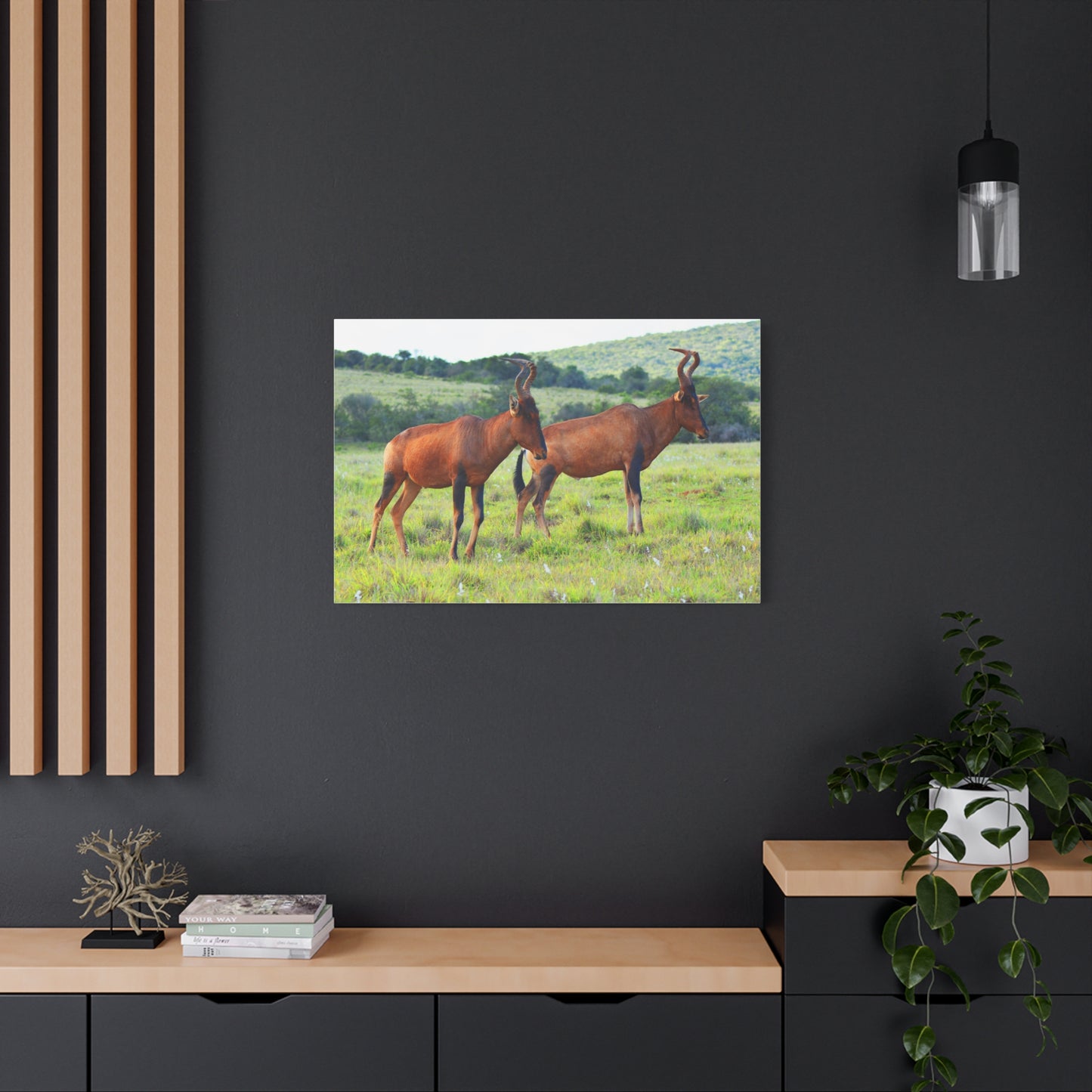 African Red Hartebeest - Canvas Print