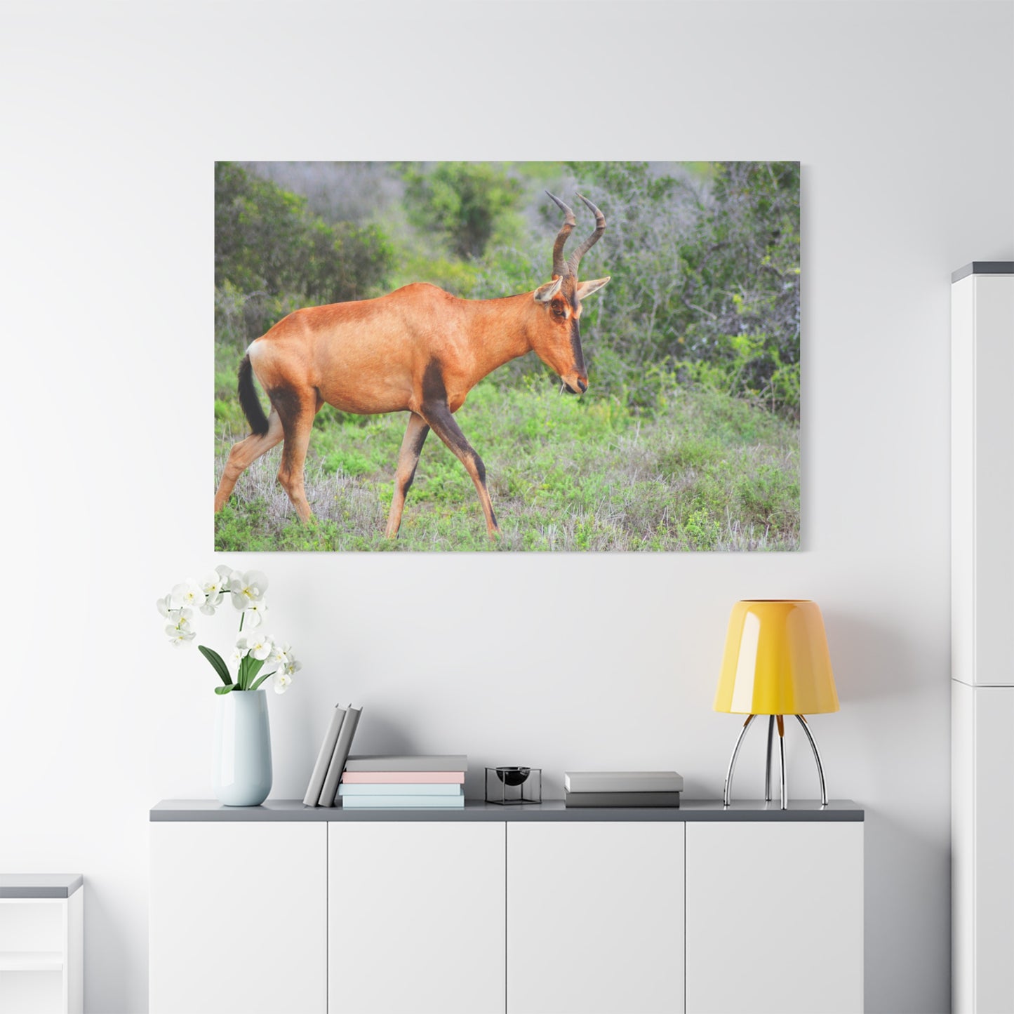 Red Hartebeest - Canvas Print