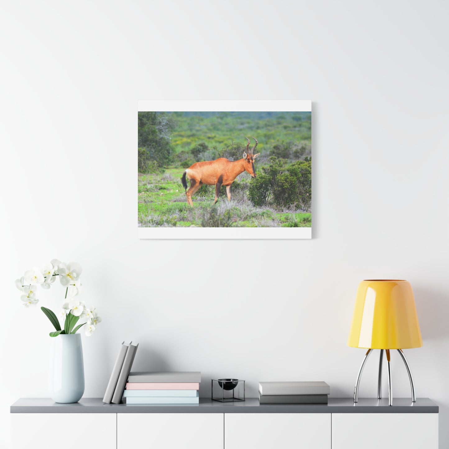 Africa Red Hartebeest - Canvas Print