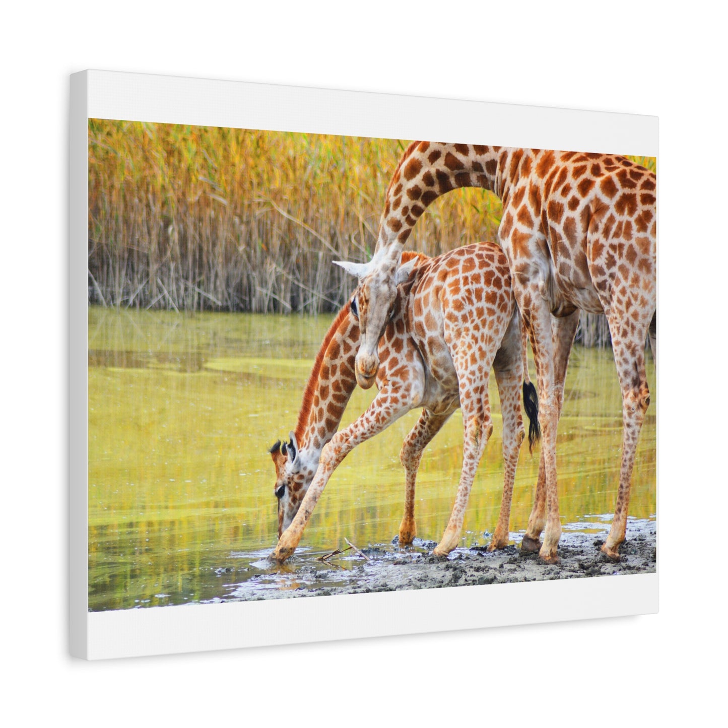 Giraffe Family Matte Canvas Wall Art, Nature Decor, Wildlife Print, Animal Lovers Gift, Nursery Decoration