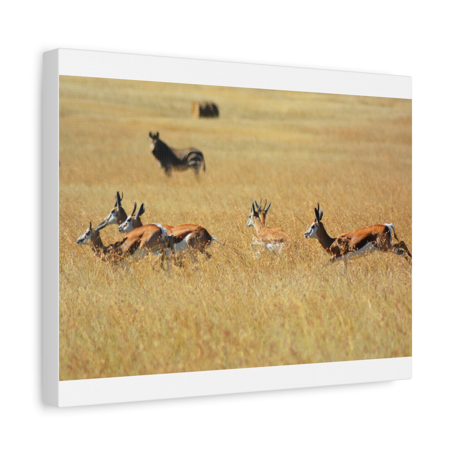 Springbok Herd in African Savannah