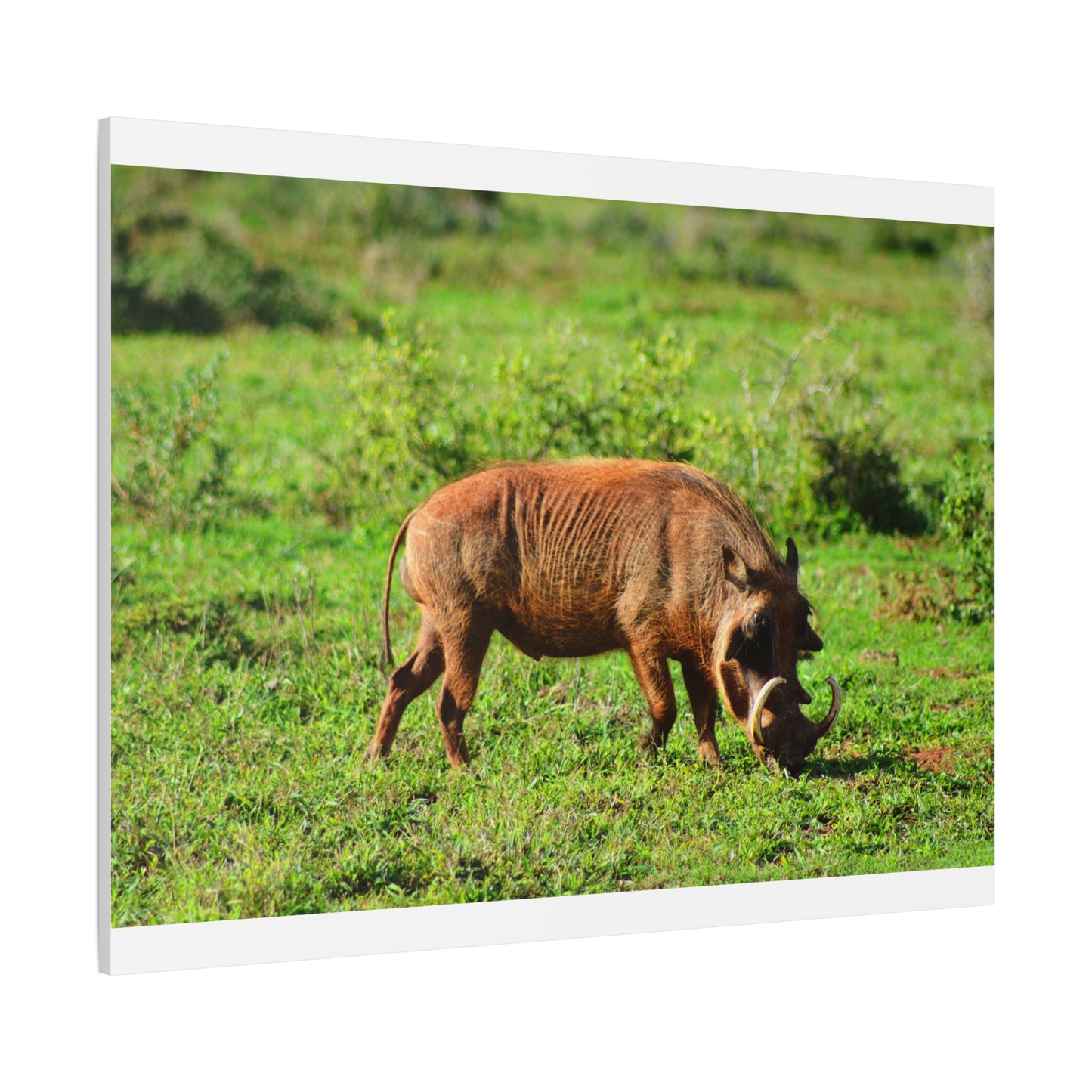 African Warthog - Canvas Print