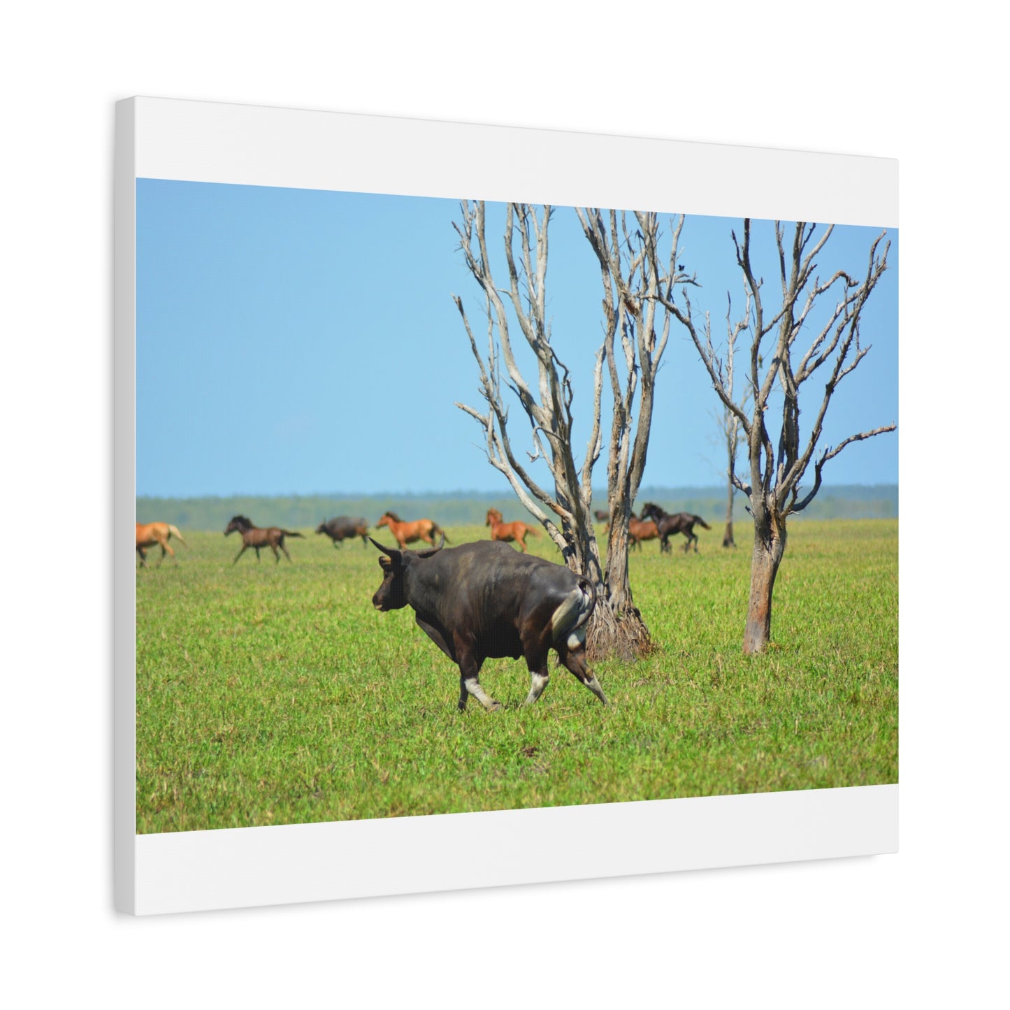 Australia Banteng - Canvas Print