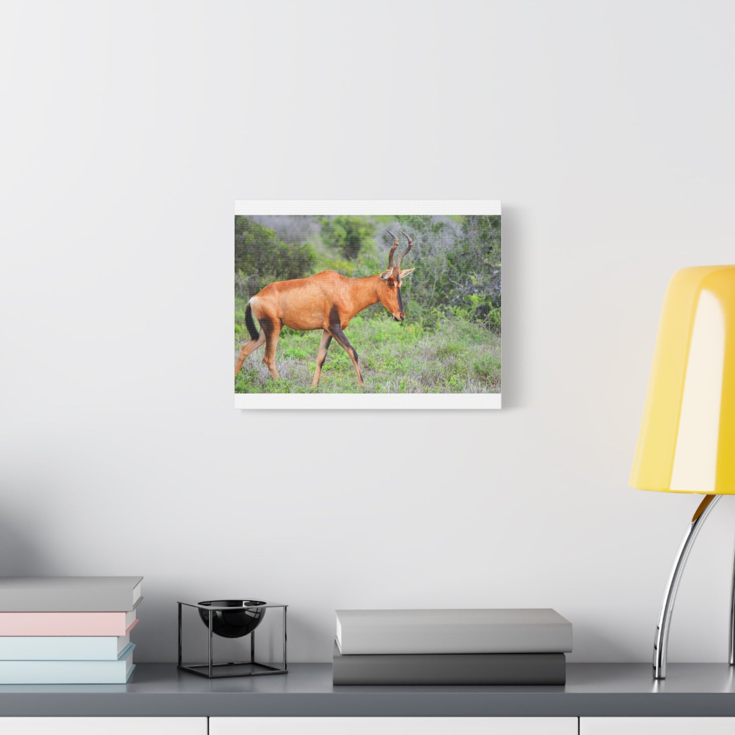 Red Hartebeest - Canvas Print