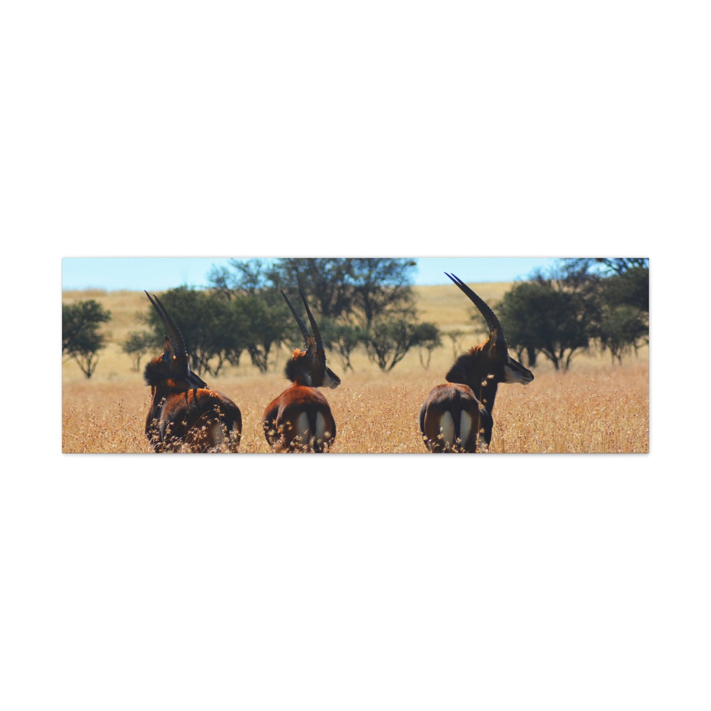 Sable Trio in Africa Canvas Print