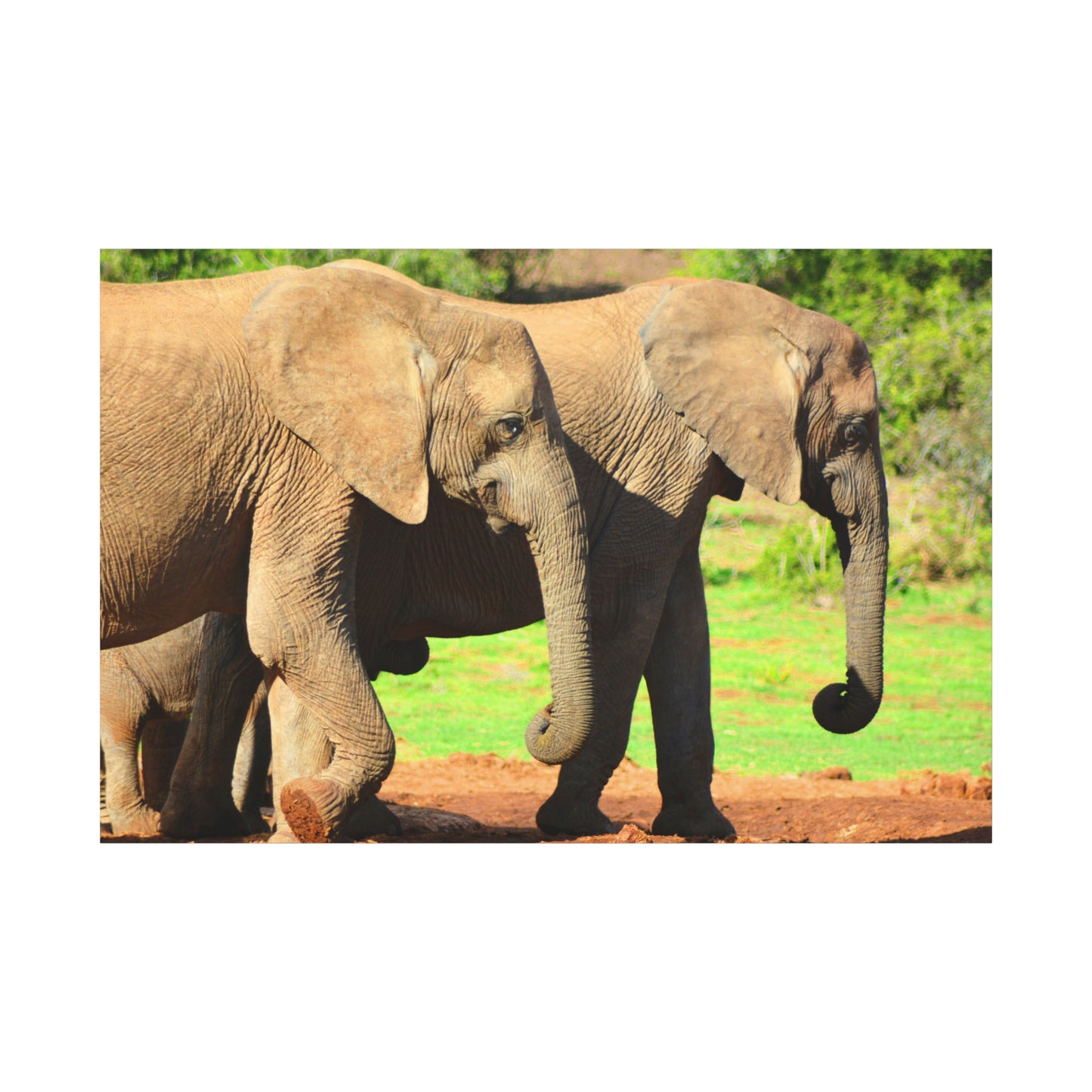 African Elephants - Canvas Print