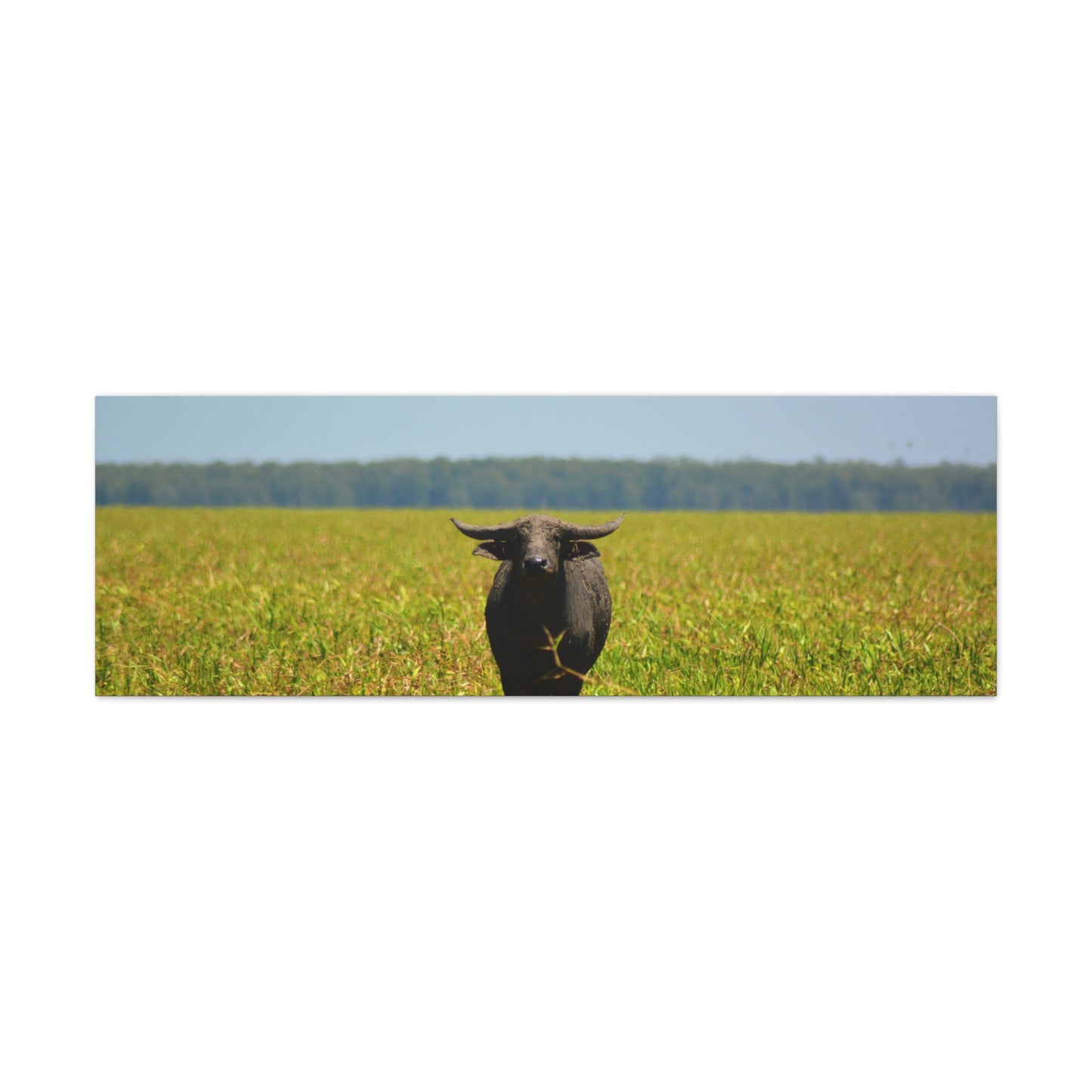 Asiatic Water Buffalo Australian Outback - Canvas Print