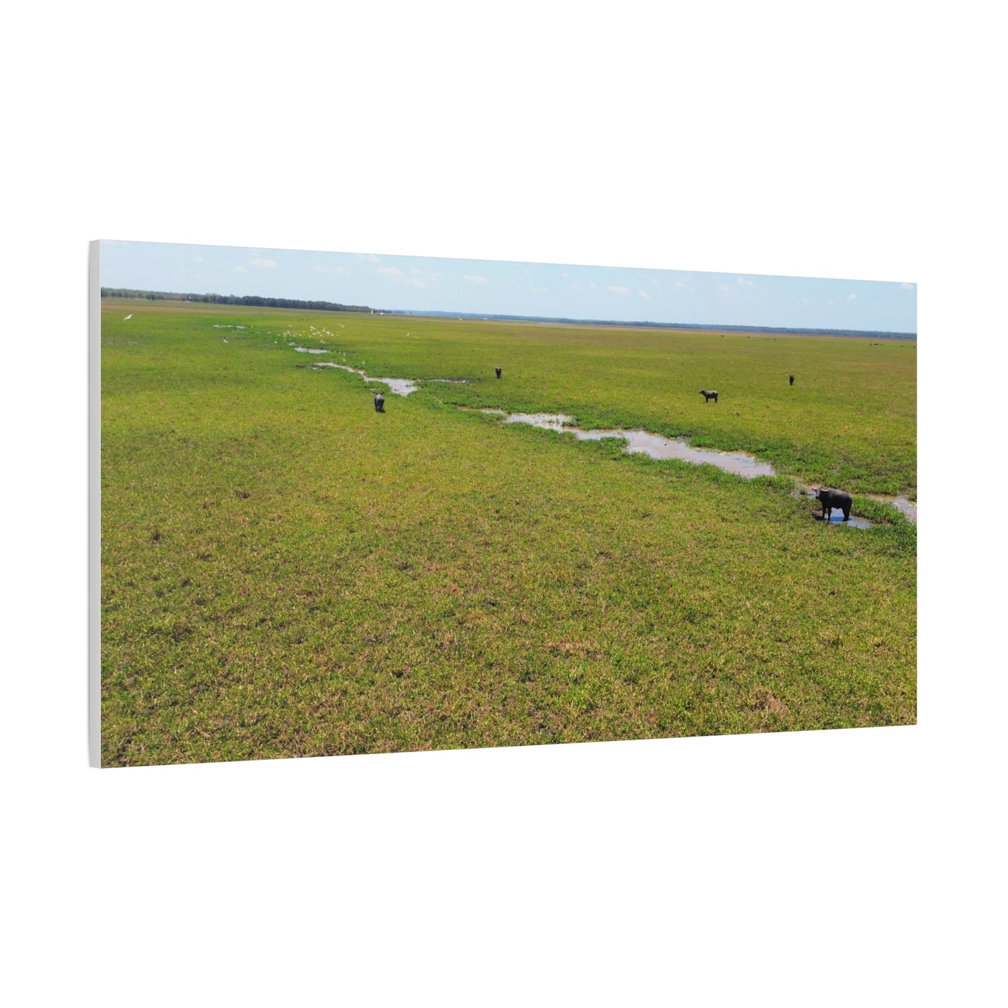 Asiatic Water Buffalo Australian Outback - Canvas Print