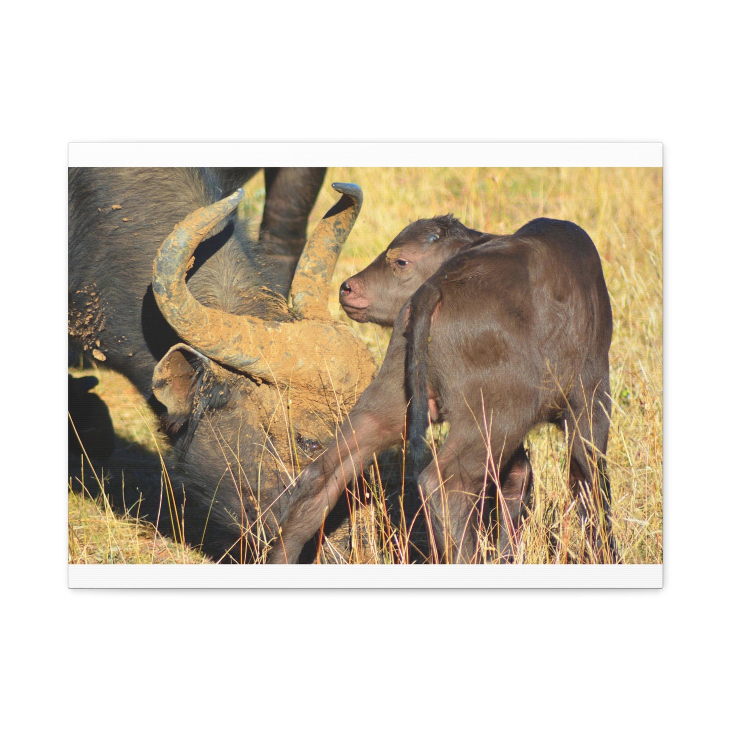 Cape Buffalo Tends to Calf