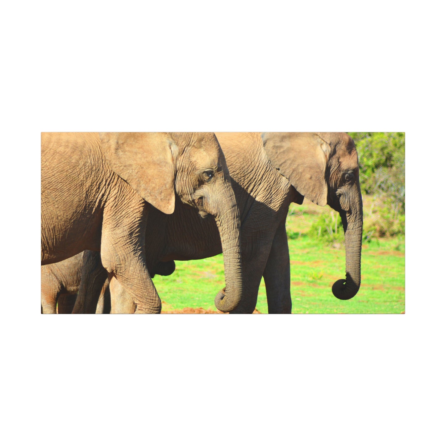 African Elephants - Canvas Print