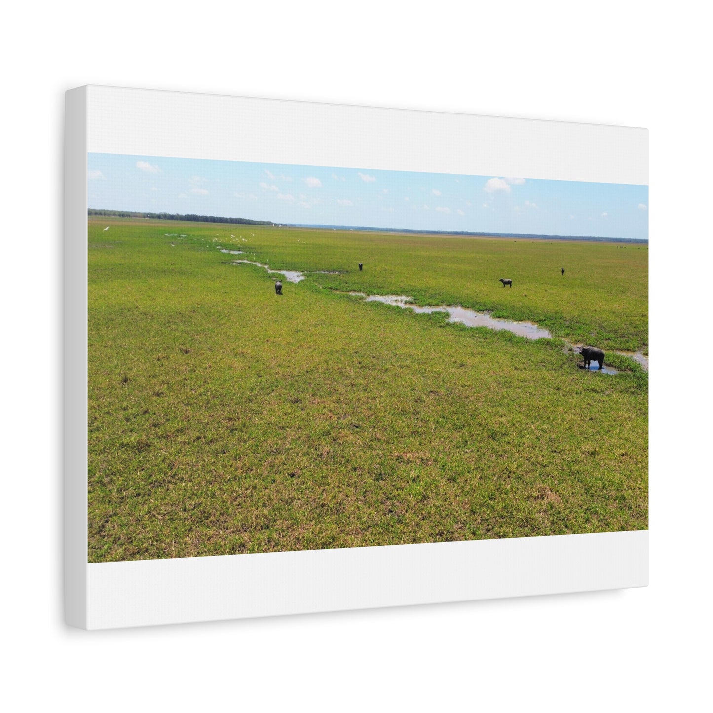 Asiatic Water Buffalo Australian Outback - Canvas Print