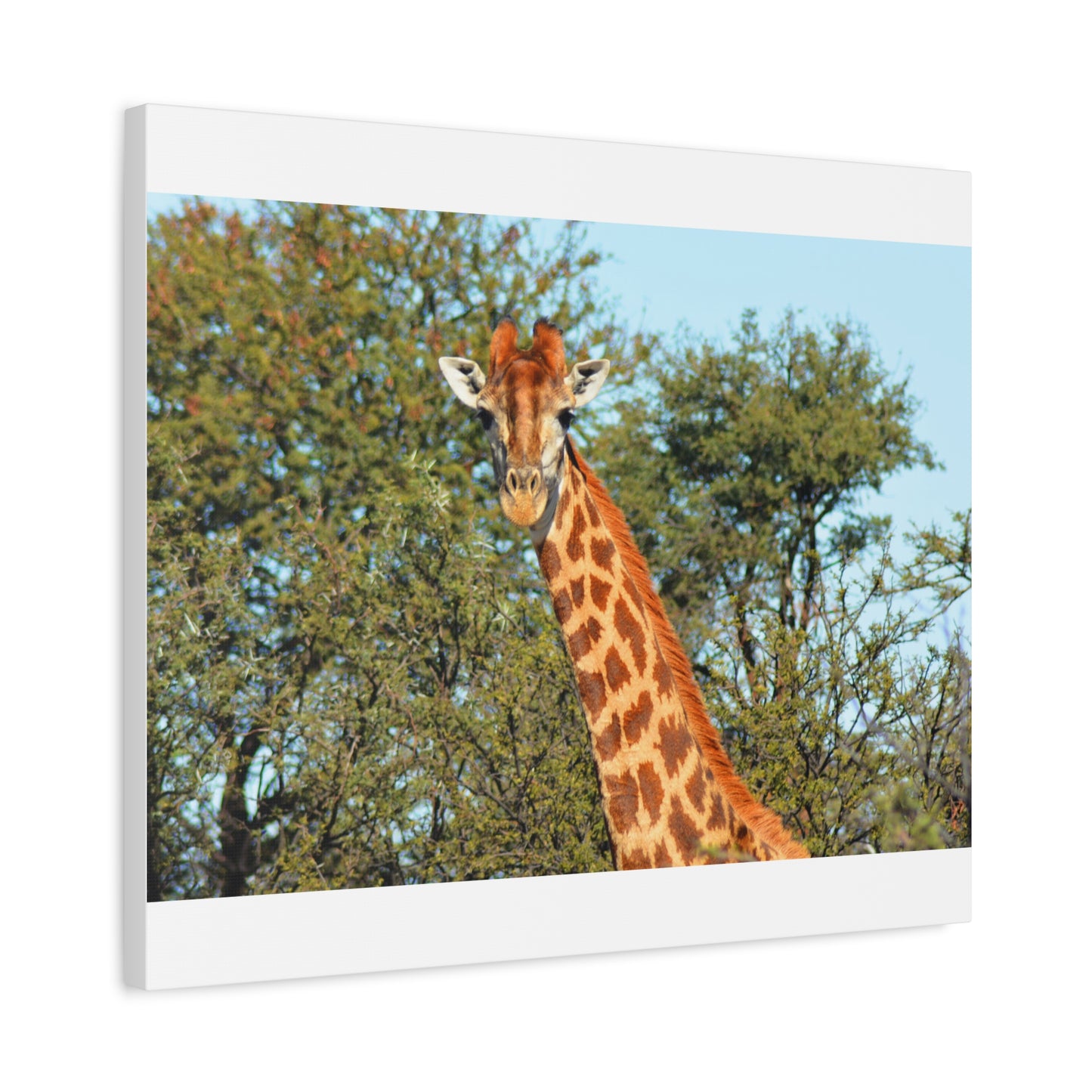 Elegant Giraffe Canvas