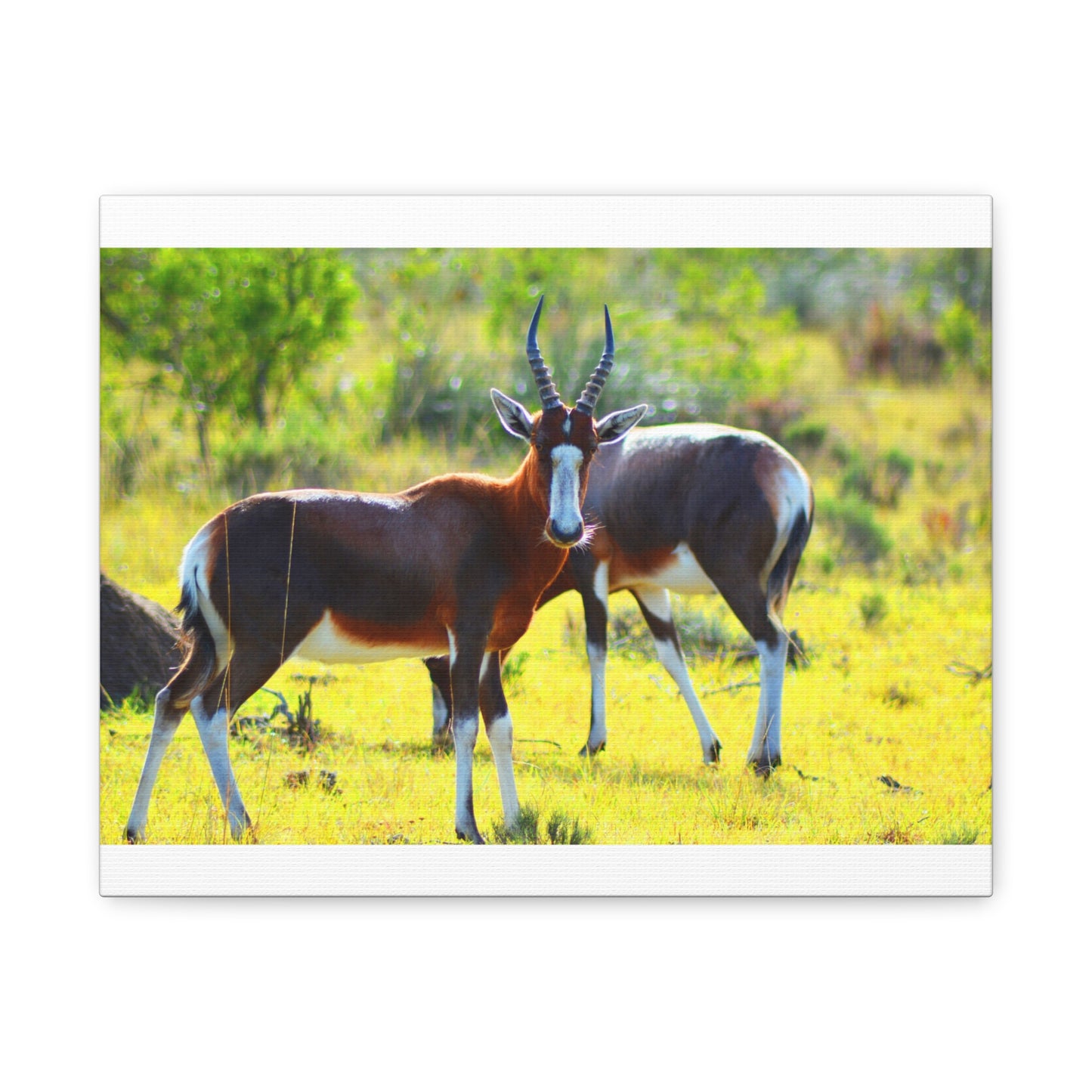 Blesbok in Africa - Canvas Print