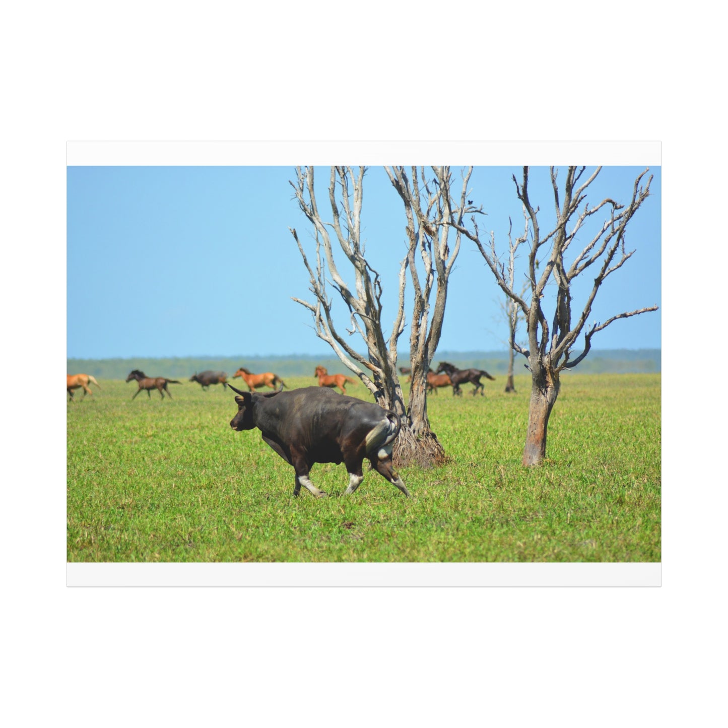 Australia Banteng - Canvas Print