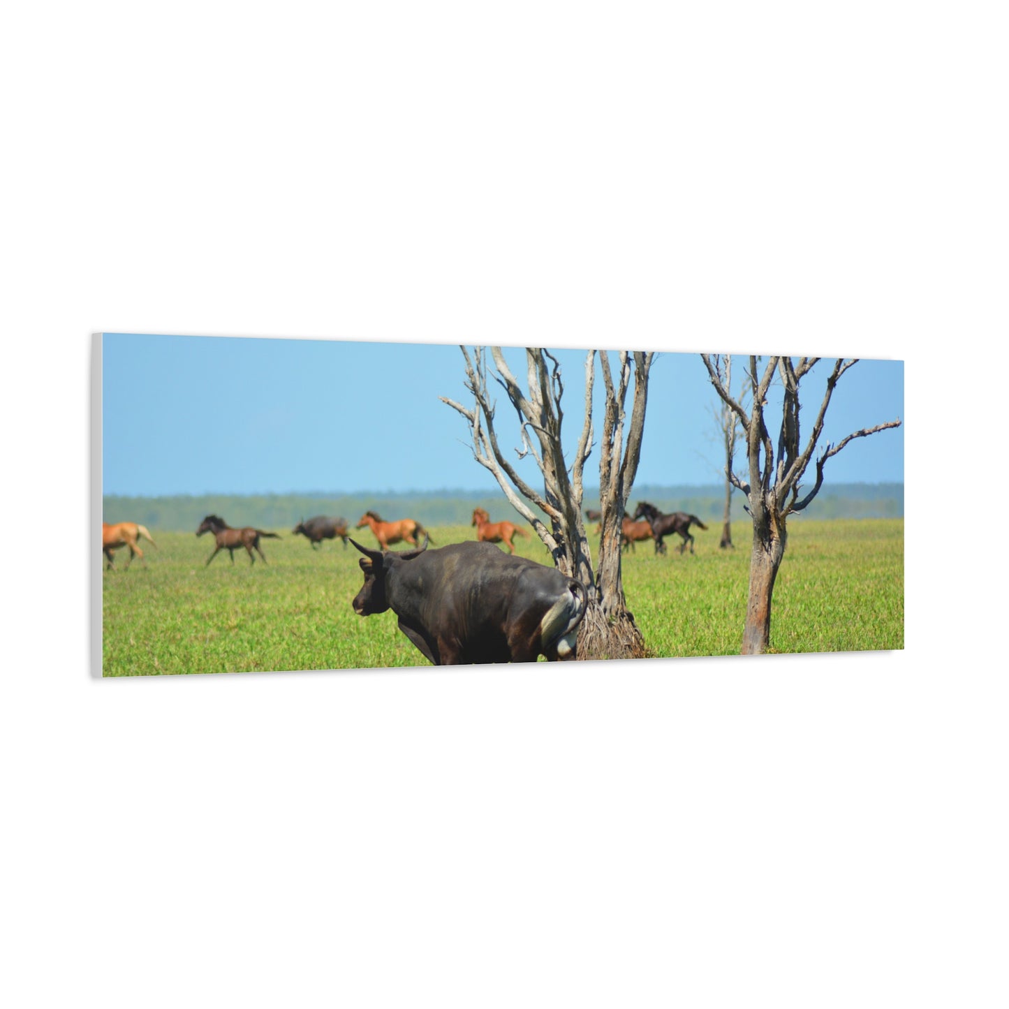 Australia Banteng - Canvas Print