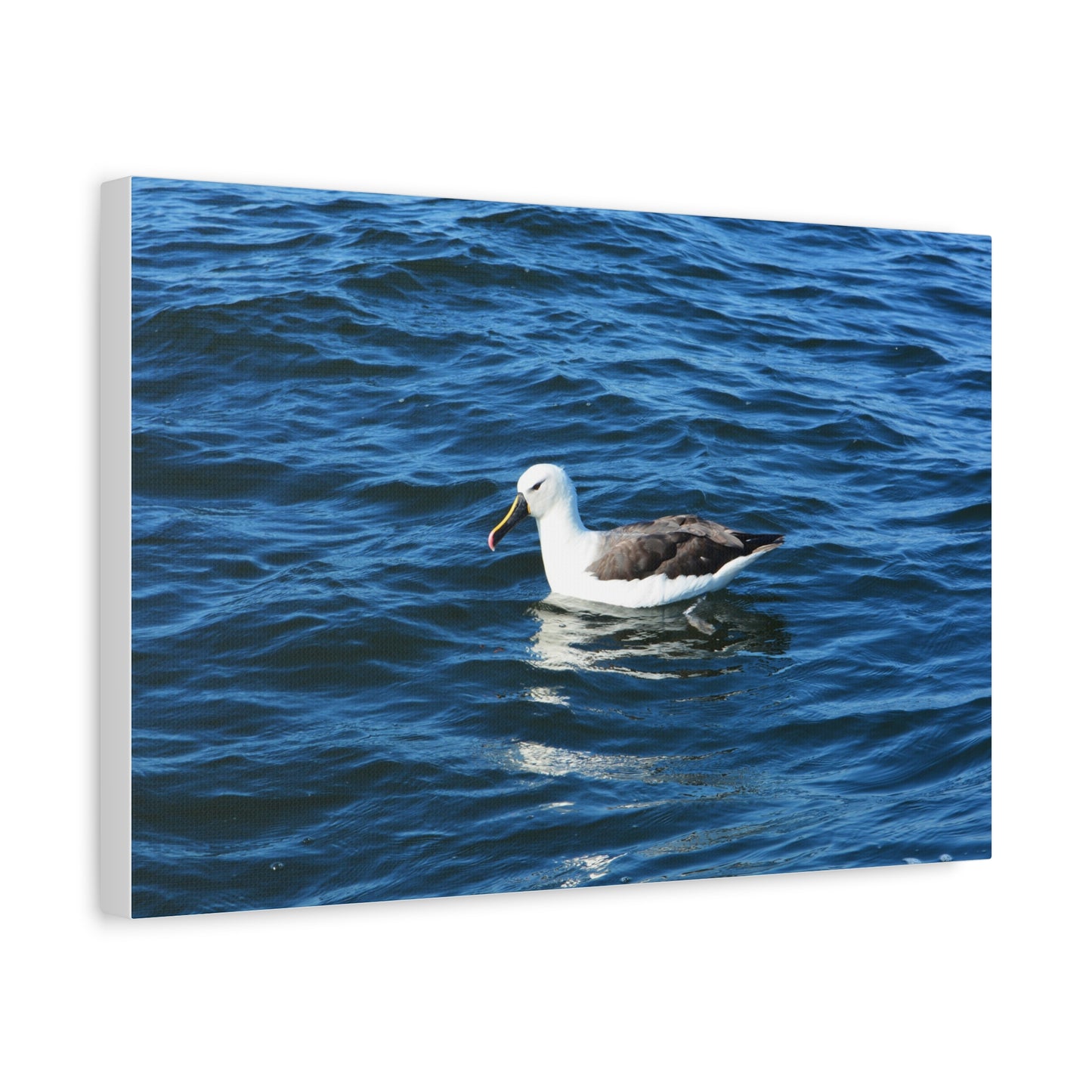 Albatross Canvas Print Sea Bird