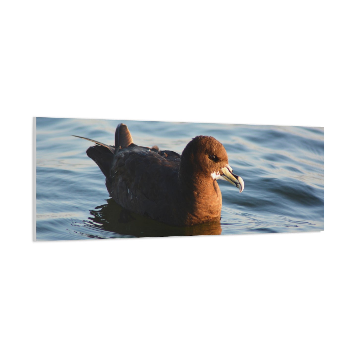Bird Art Wall Decor, Coastal Wall Art, Ocean Decor, Nature Photography, Sea Bird Print