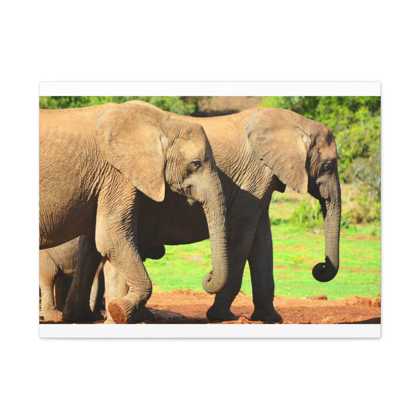 African Elephants - Canvas Print