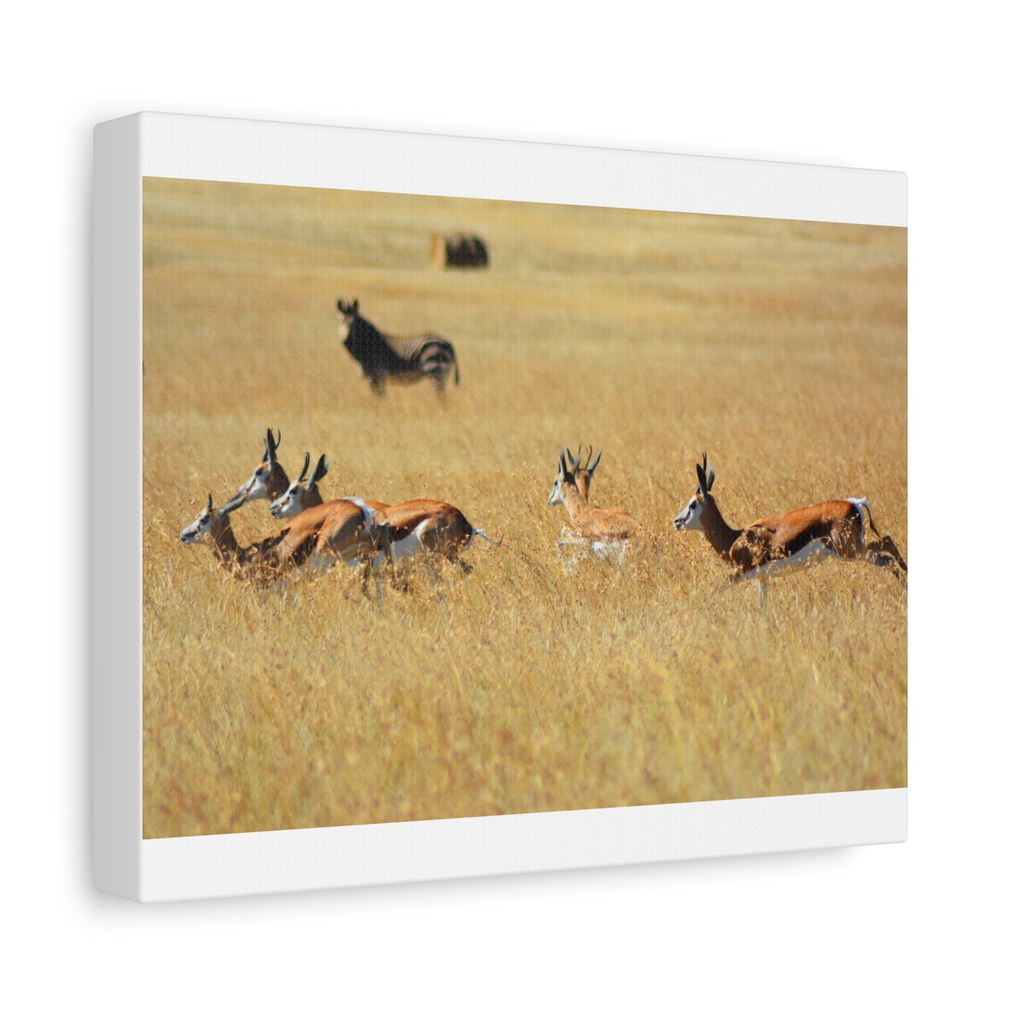 Springbok Herd in African Savannah