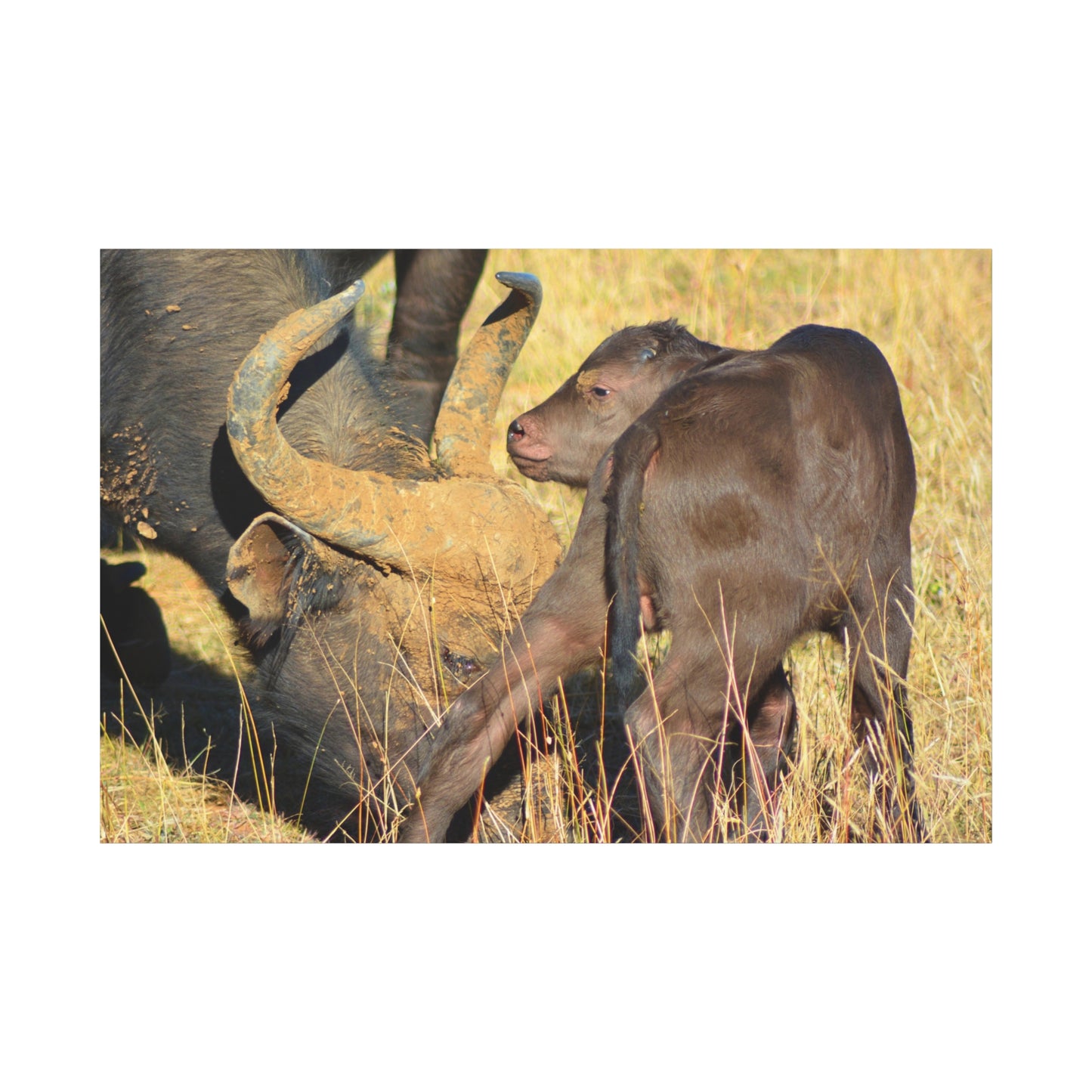 Cape Buffalo Tends to Calf