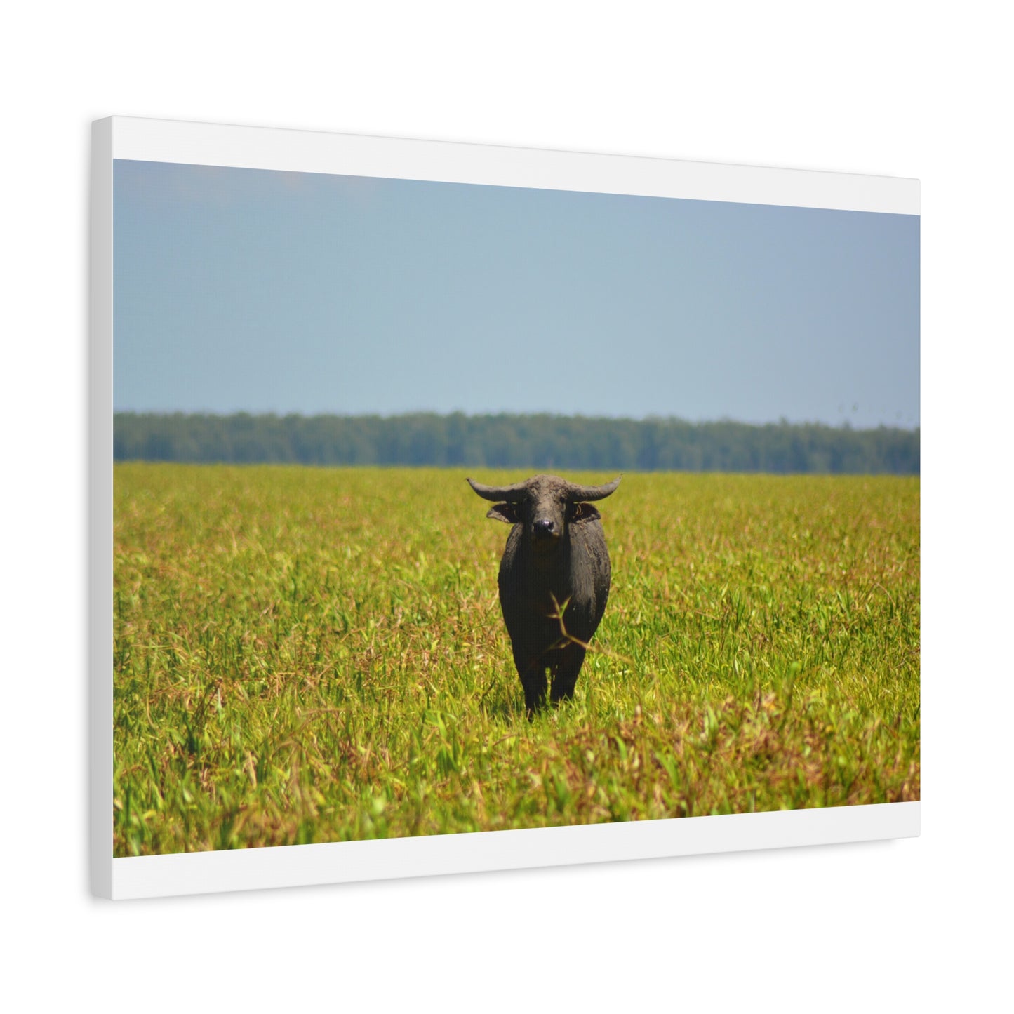 Asiatic Water Buffalo Australian Outback - Canvas Print