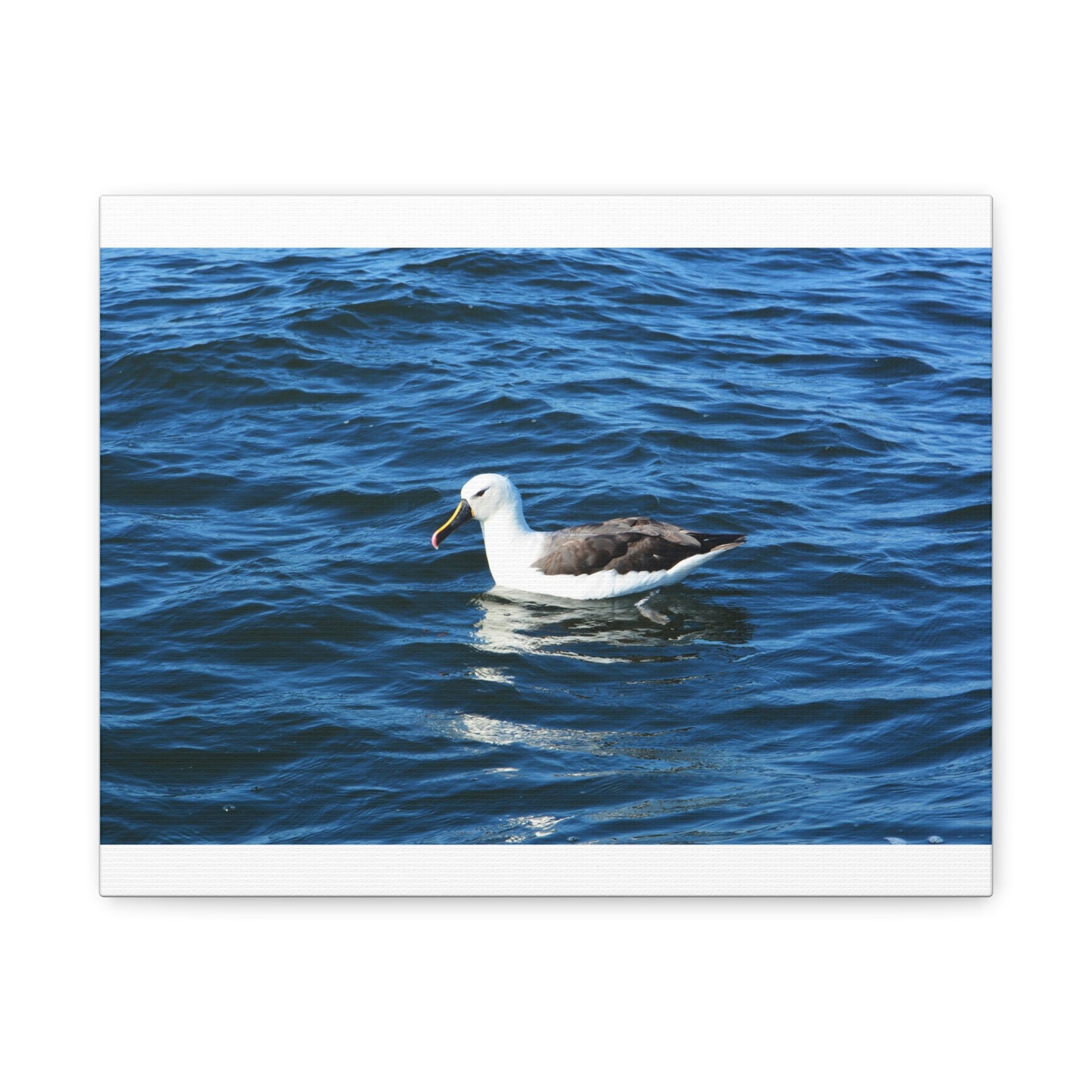 Albatross Canvas Print Sea Bird