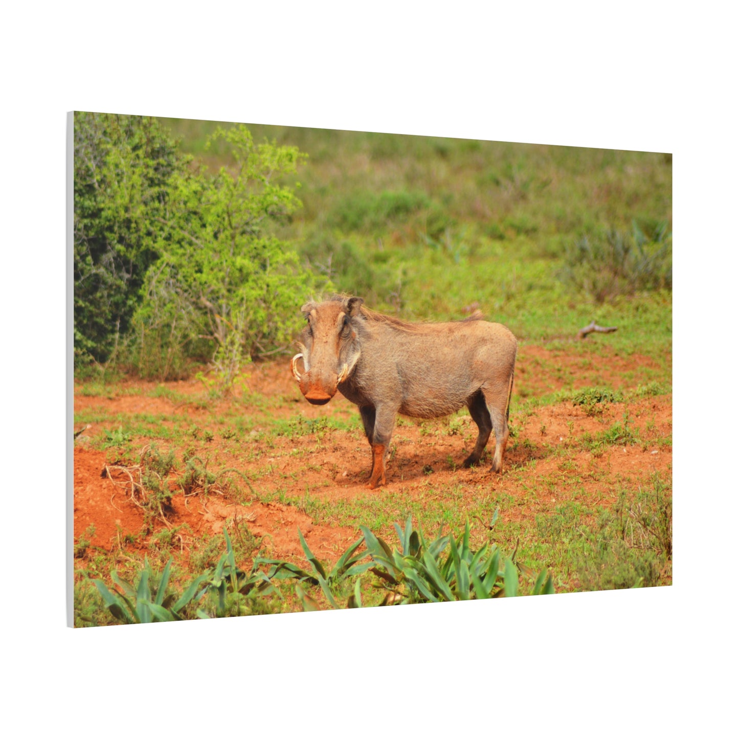 Dirty Warthog - Canvas Print
