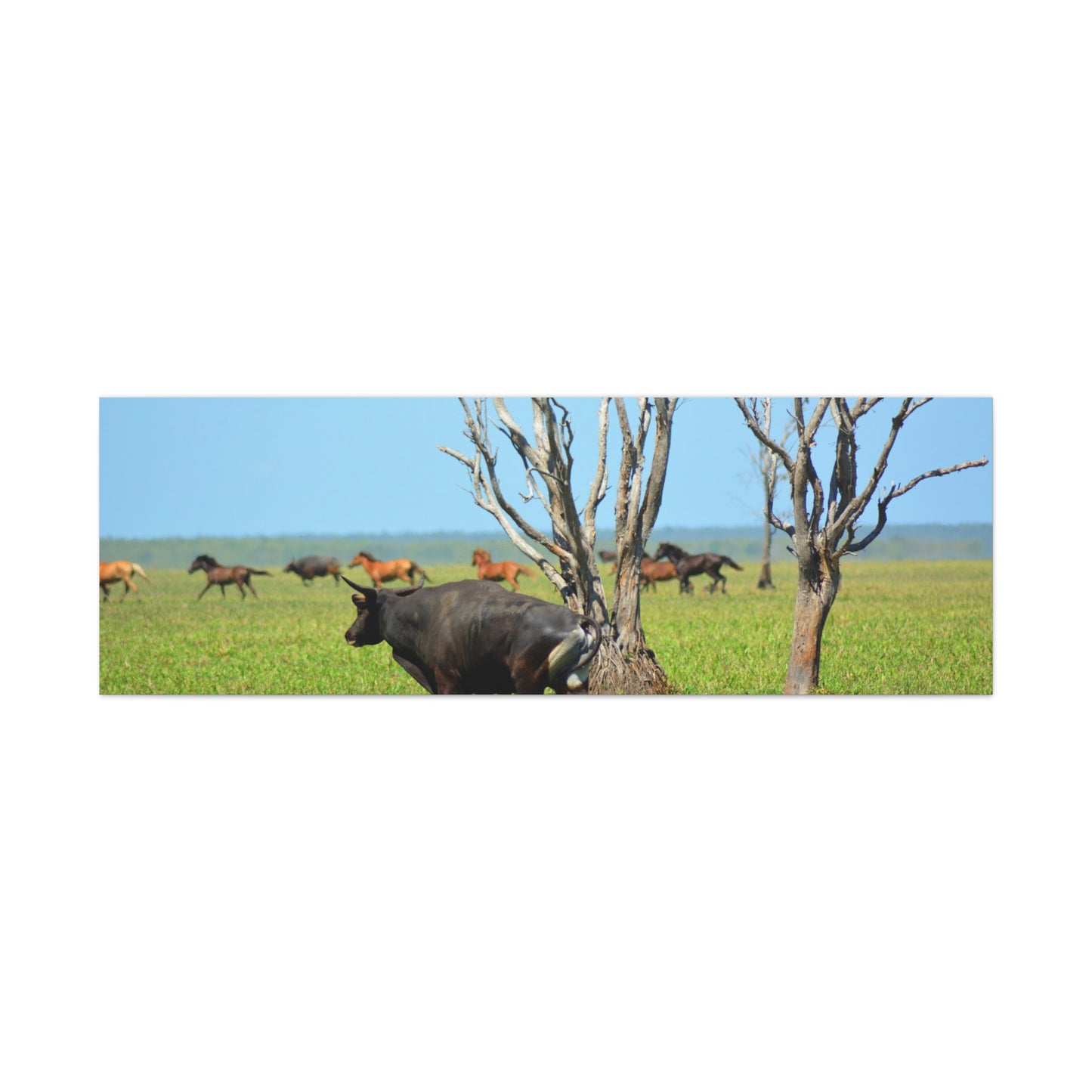 Australia Banteng - Canvas Print