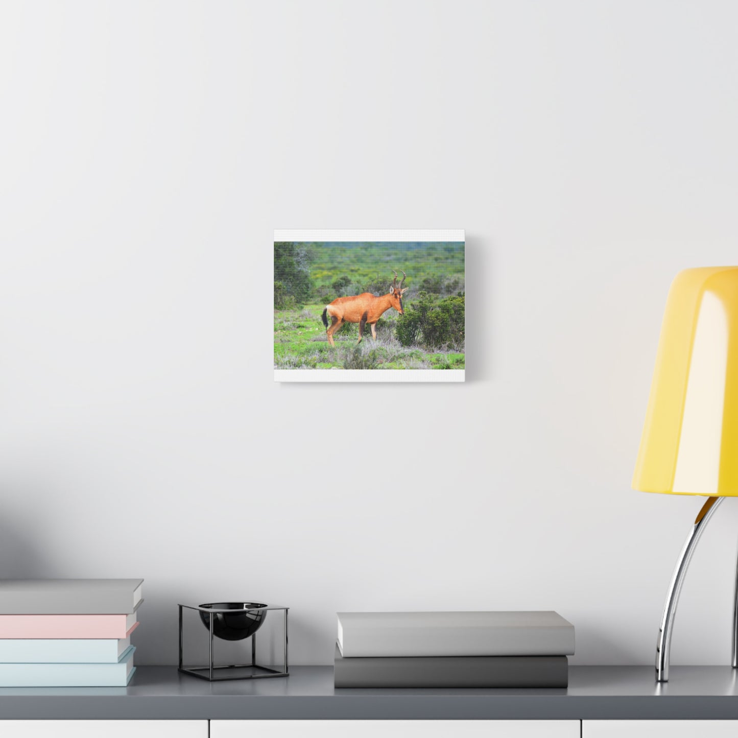 Africa Red Hartebeest - Canvas Print
