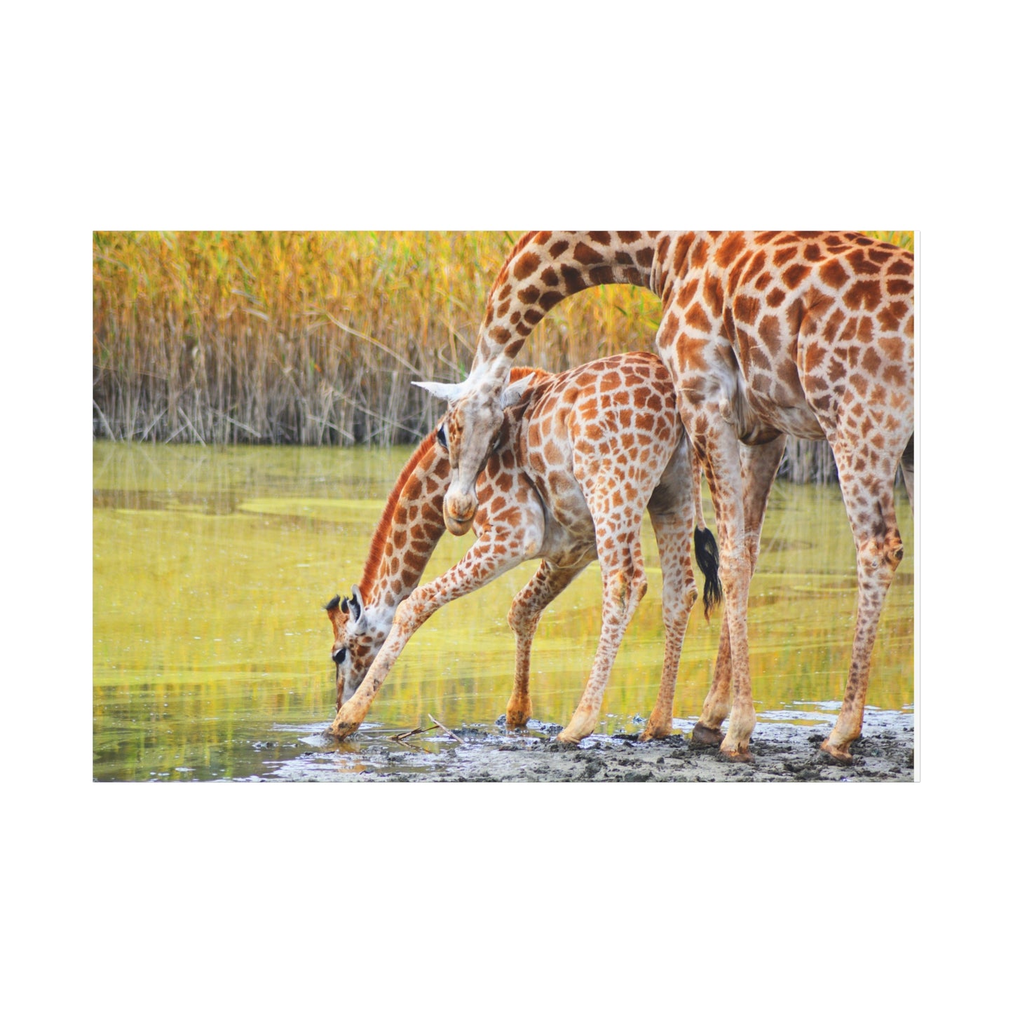Giraffe Family Matte Canvas Wall Art, Nature Decor, Wildlife Print, Animal Lovers Gift, Nursery Decoration