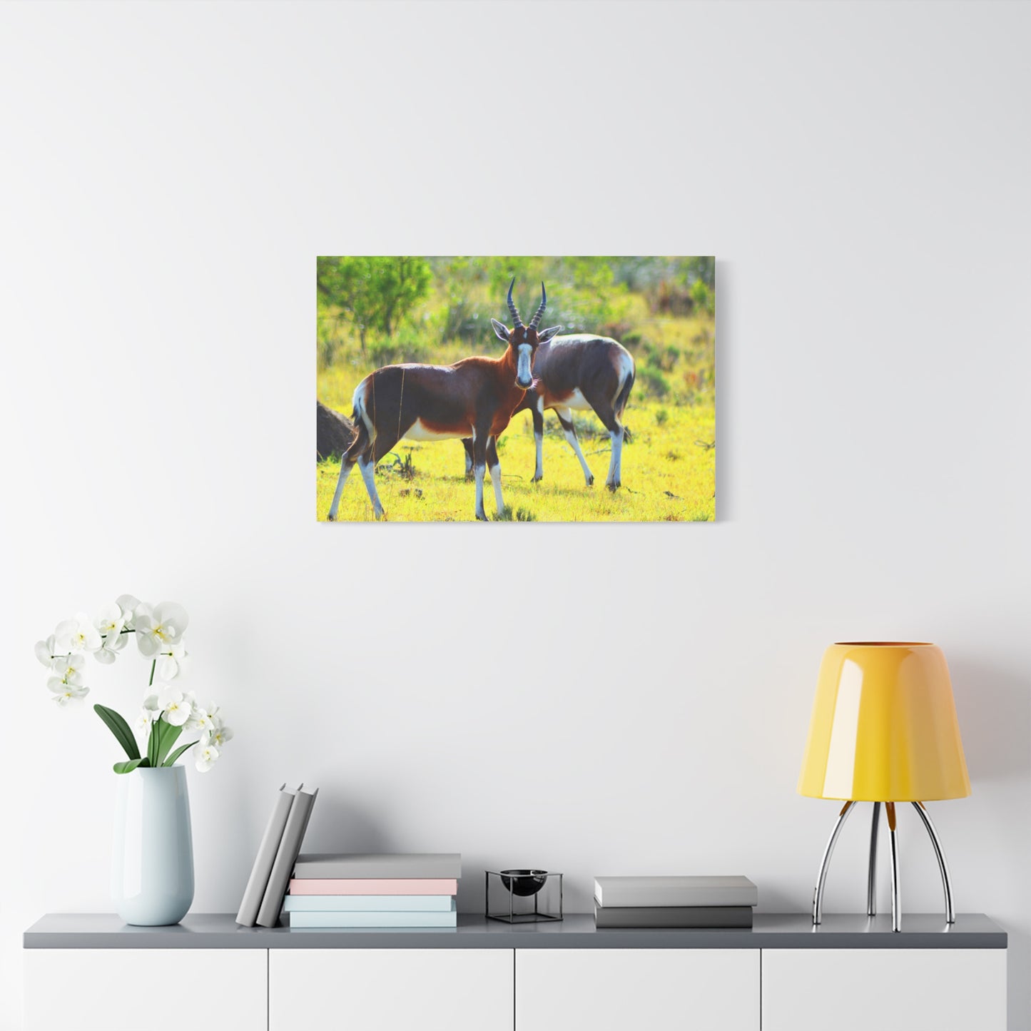 Blesbok in Africa - Canvas Print