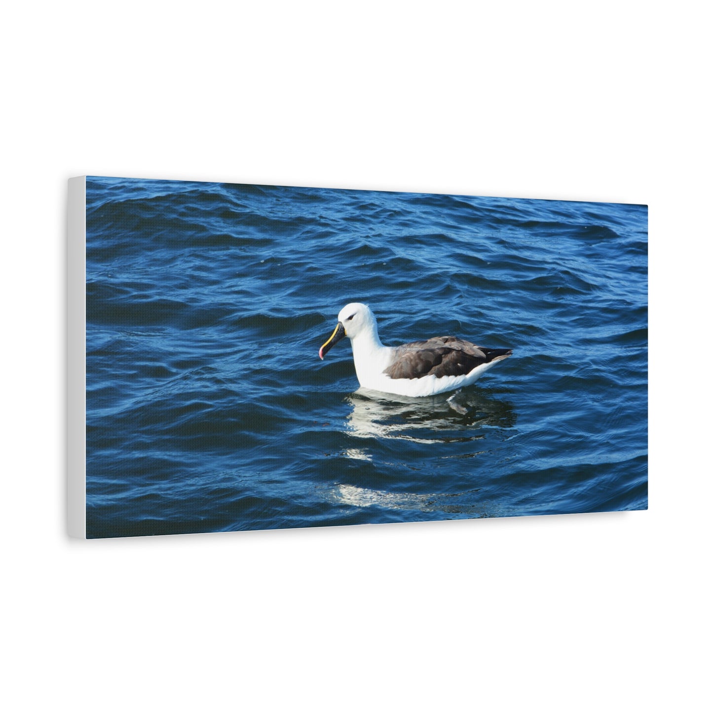 Albatross Canvas Print Sea Bird