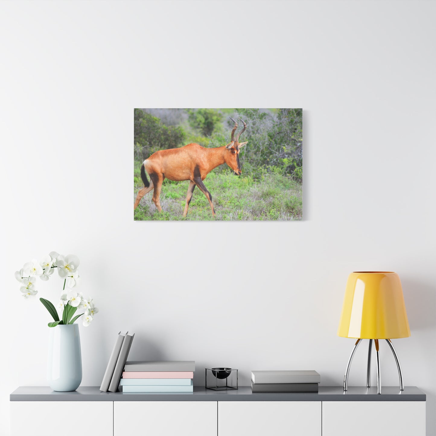 Red Hartebeest - Canvas Print