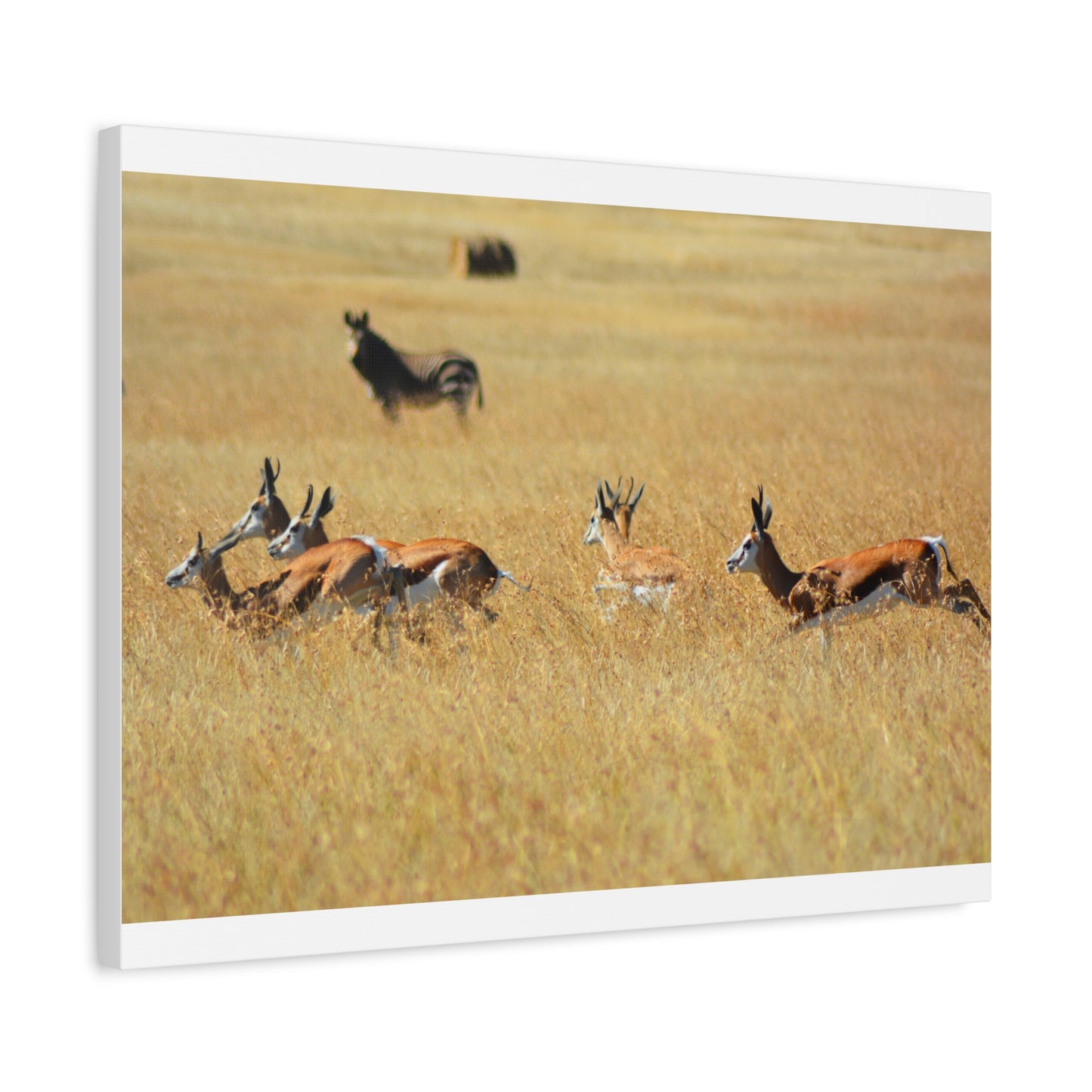 Springbok Herd in African Savannah