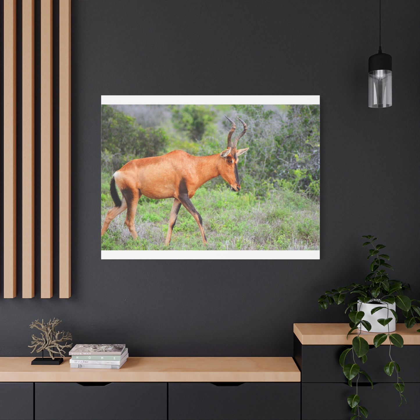 Red Hartebeest - Canvas Print