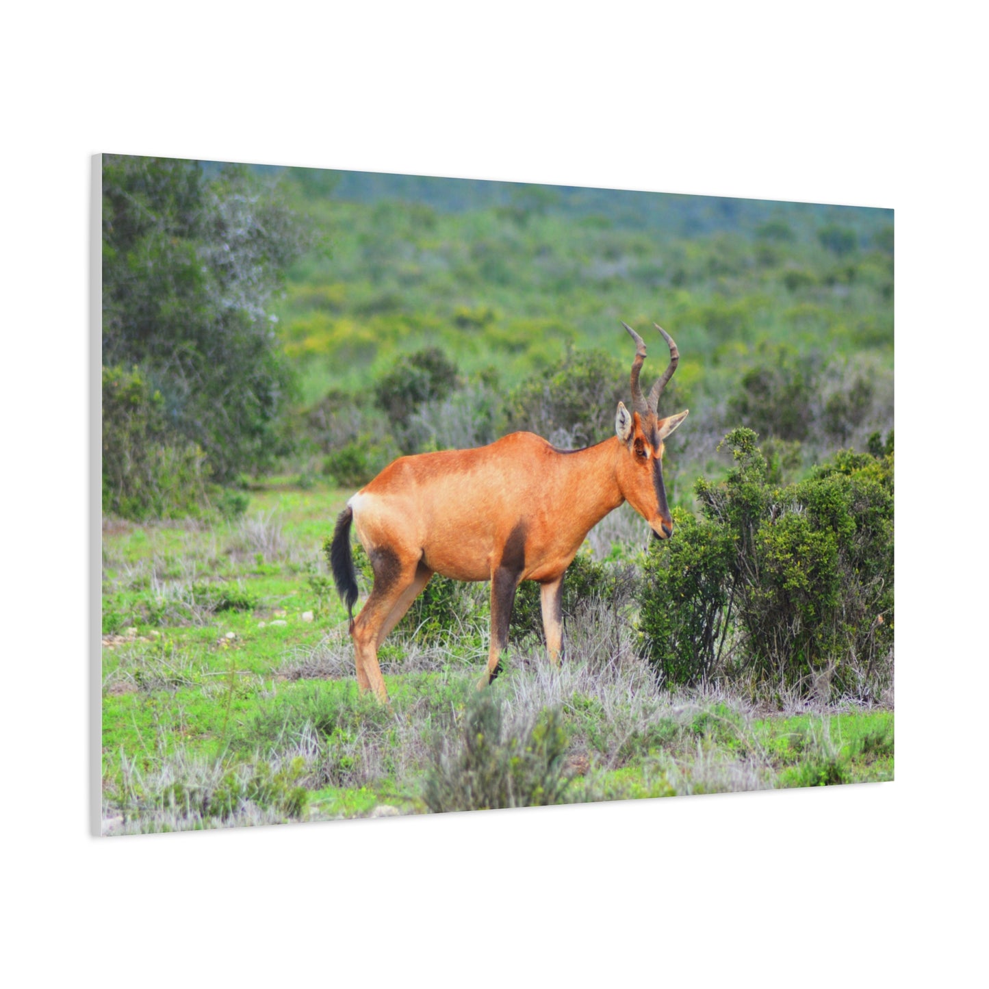 Africa Red Hartebeest - Canvas Print