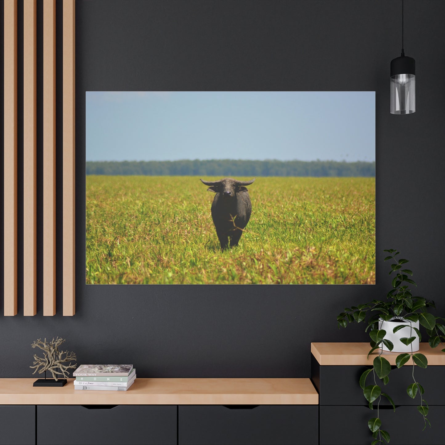 Asiatic Water Buffalo Australian Outback - Canvas Print