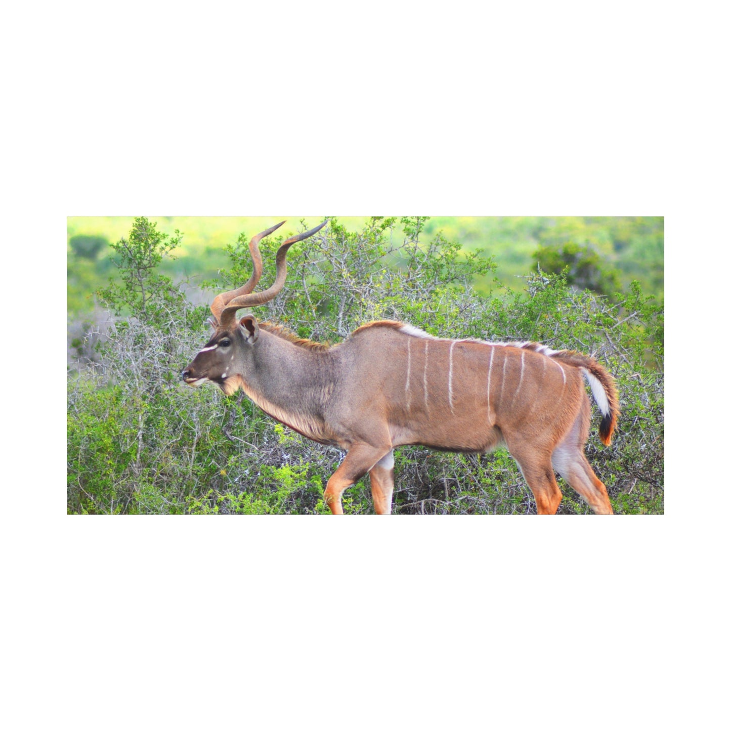 Africa Kudu Bull - Canvas Print