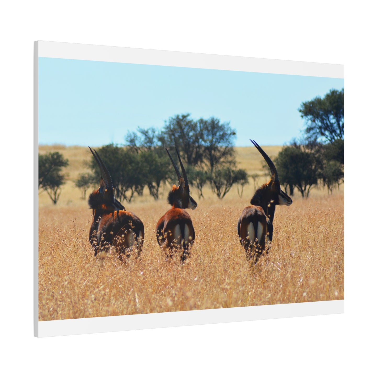 Sable Trio in Africa Canvas Print