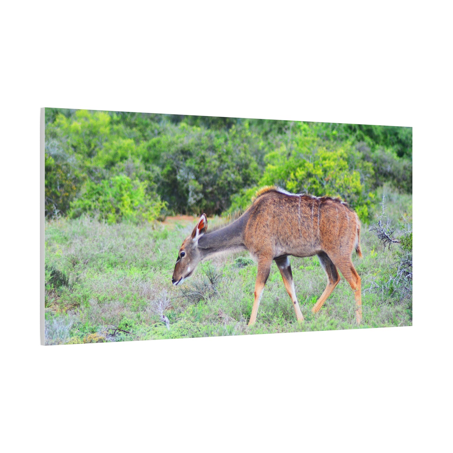 Africa Kudu Cow - Canvas Print
