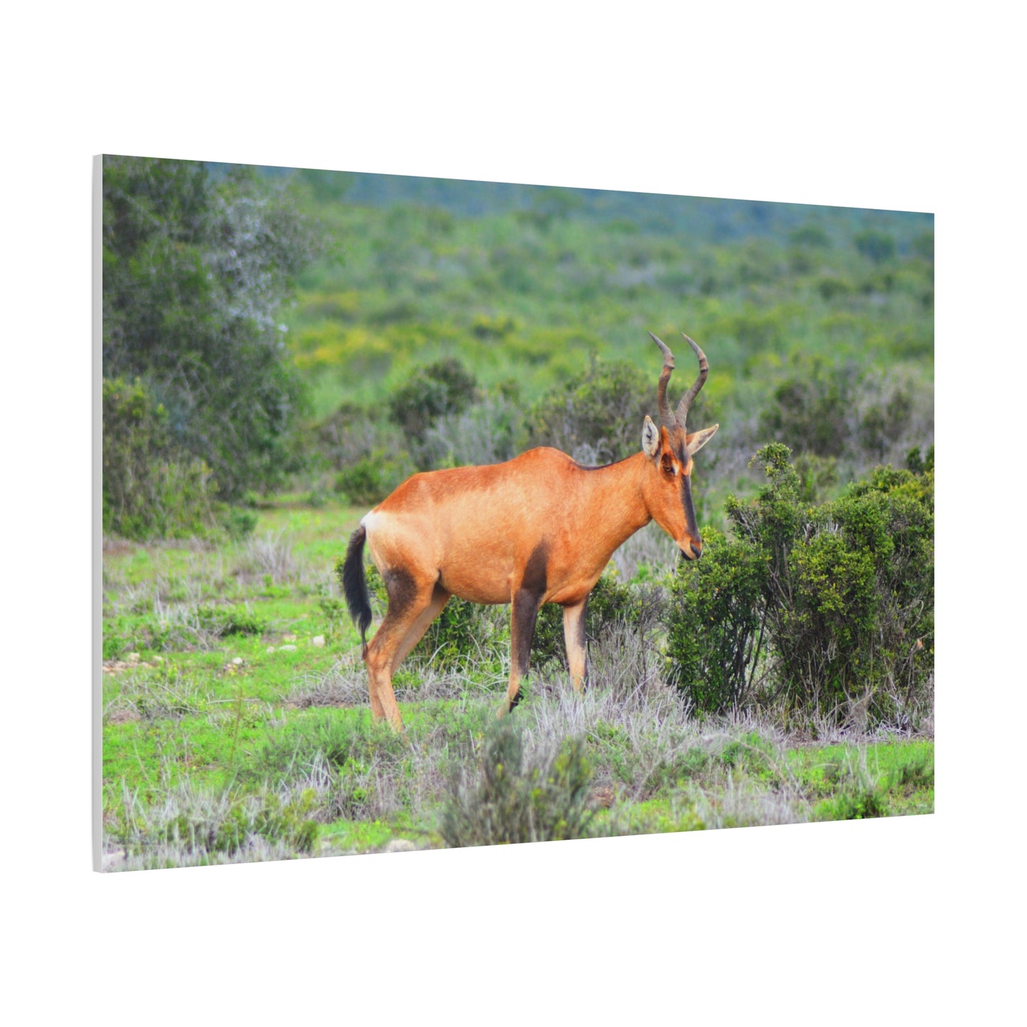 Africa Red Hartebeest - Canvas Print