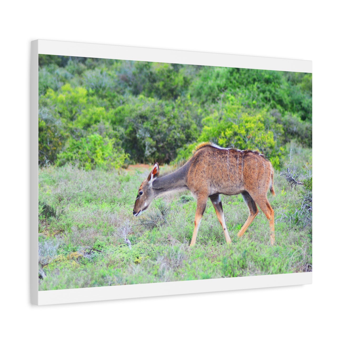 Africa Kudu Cow - Canvas Print