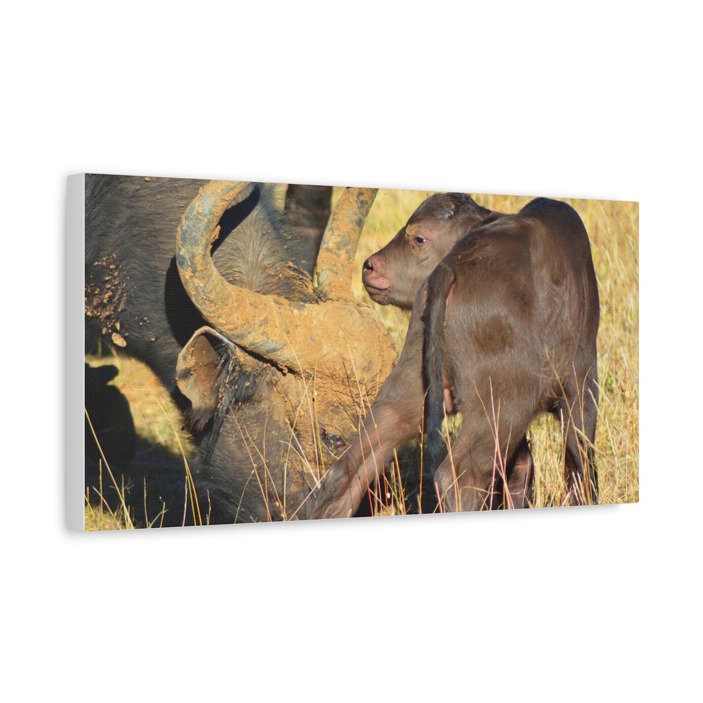 Cape Buffalo Tends to Calf