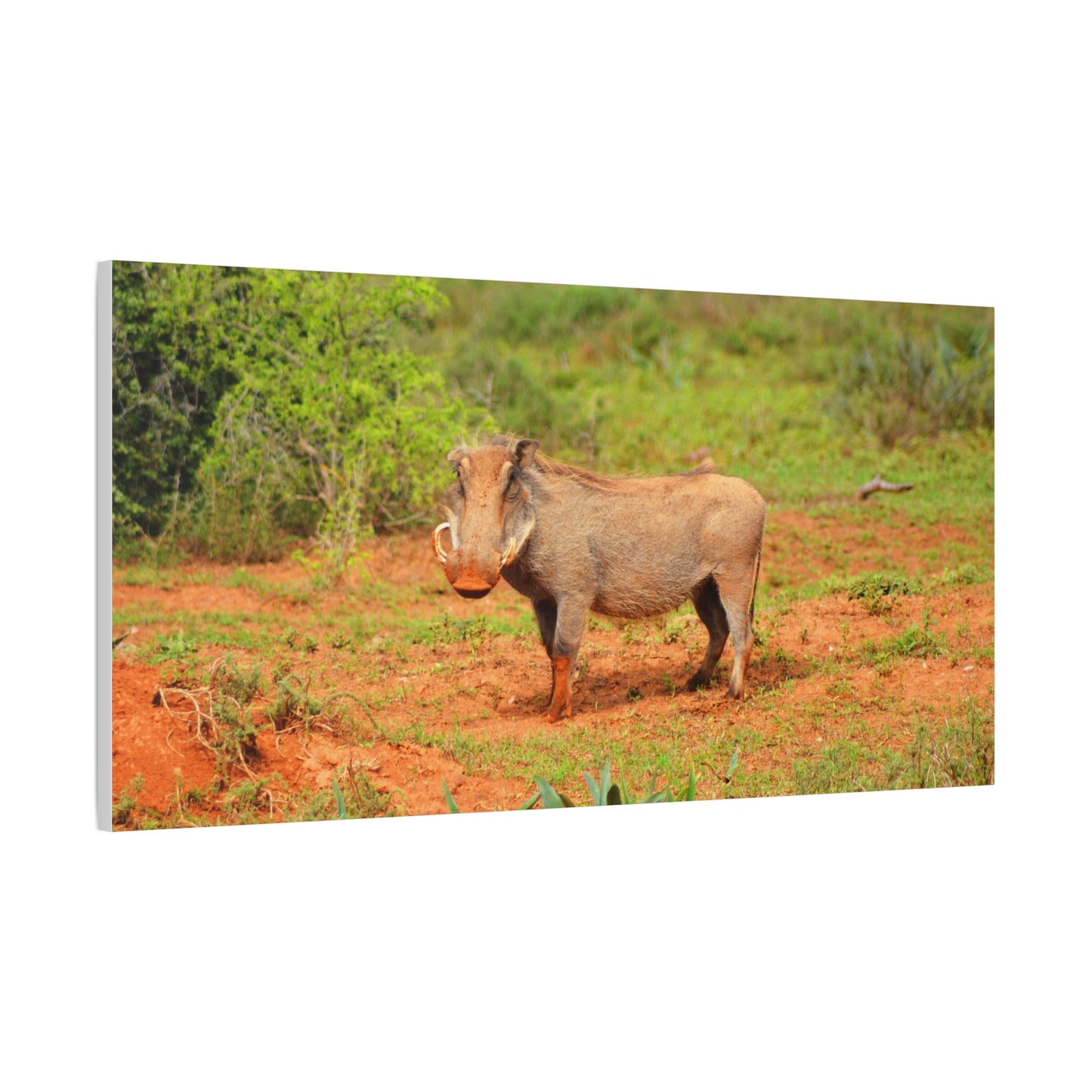 Dirty Warthog - Canvas Print