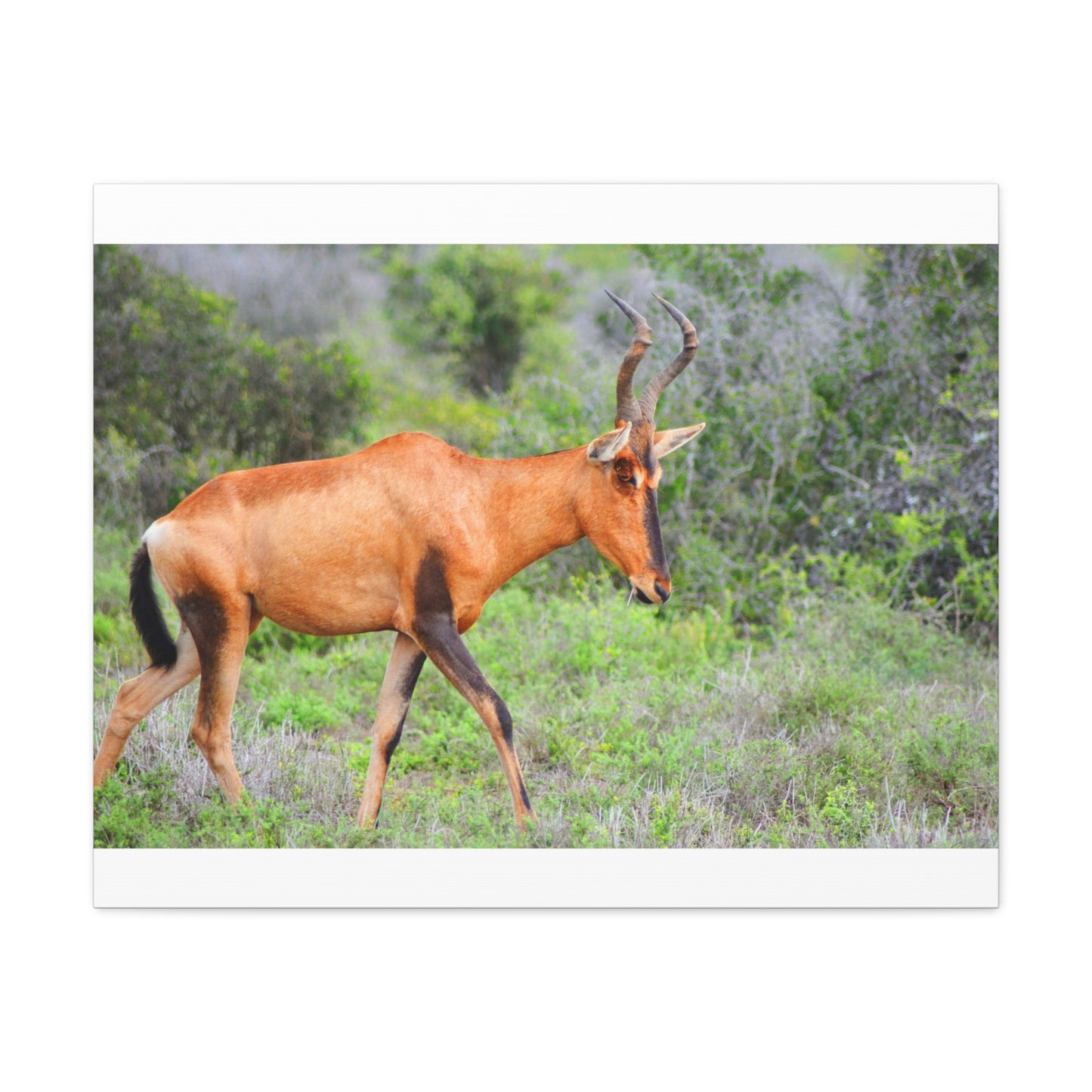 Red Hartebeest - Canvas Print